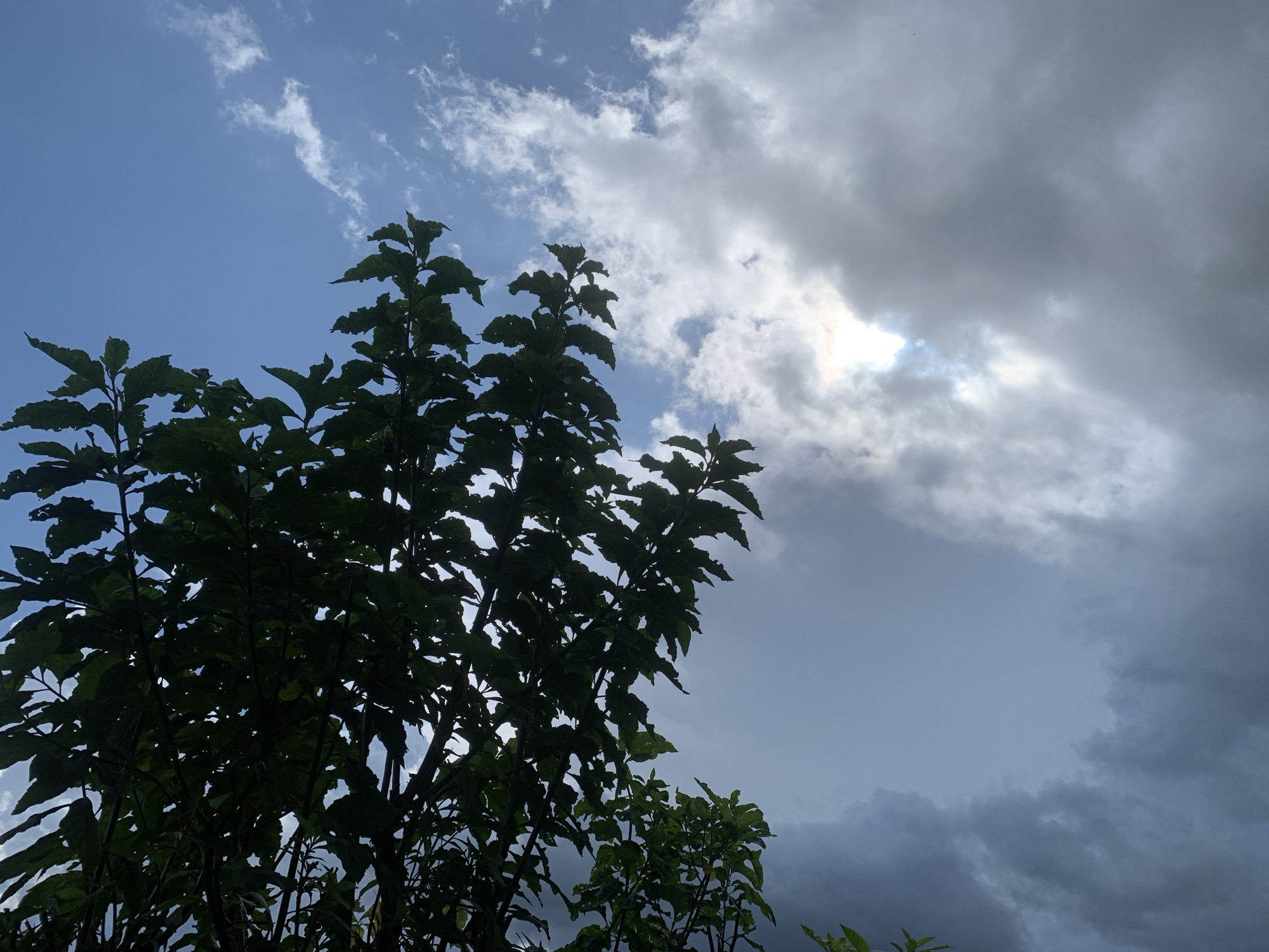The image captures a view of a sky with clouds and trees, as seen from Kuru Karama, Nigeria. In the foreground, dark green foliage from trees is silhouetted against the sky. The sky itself is a mix of blue and gray, with scattered white clouds and larger, darker storm clouds occupying the right side of the frame. Sunlight is partially visible through a break in the storm clouds on the right, creating a luminous effect. The overall impression is one of an overcast or approaching storm sky. There are no people or discernible actions visible in the image.