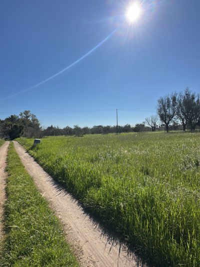 The image shows a dirt road with grass growing along its edges. A field of green grass and wildflowers stretches out to the right of the road. In the distance, there are trees lining the horizon. The sky is blue with a bright sun. The scene is likely located in a rural area of Cutrofiano, Italy.