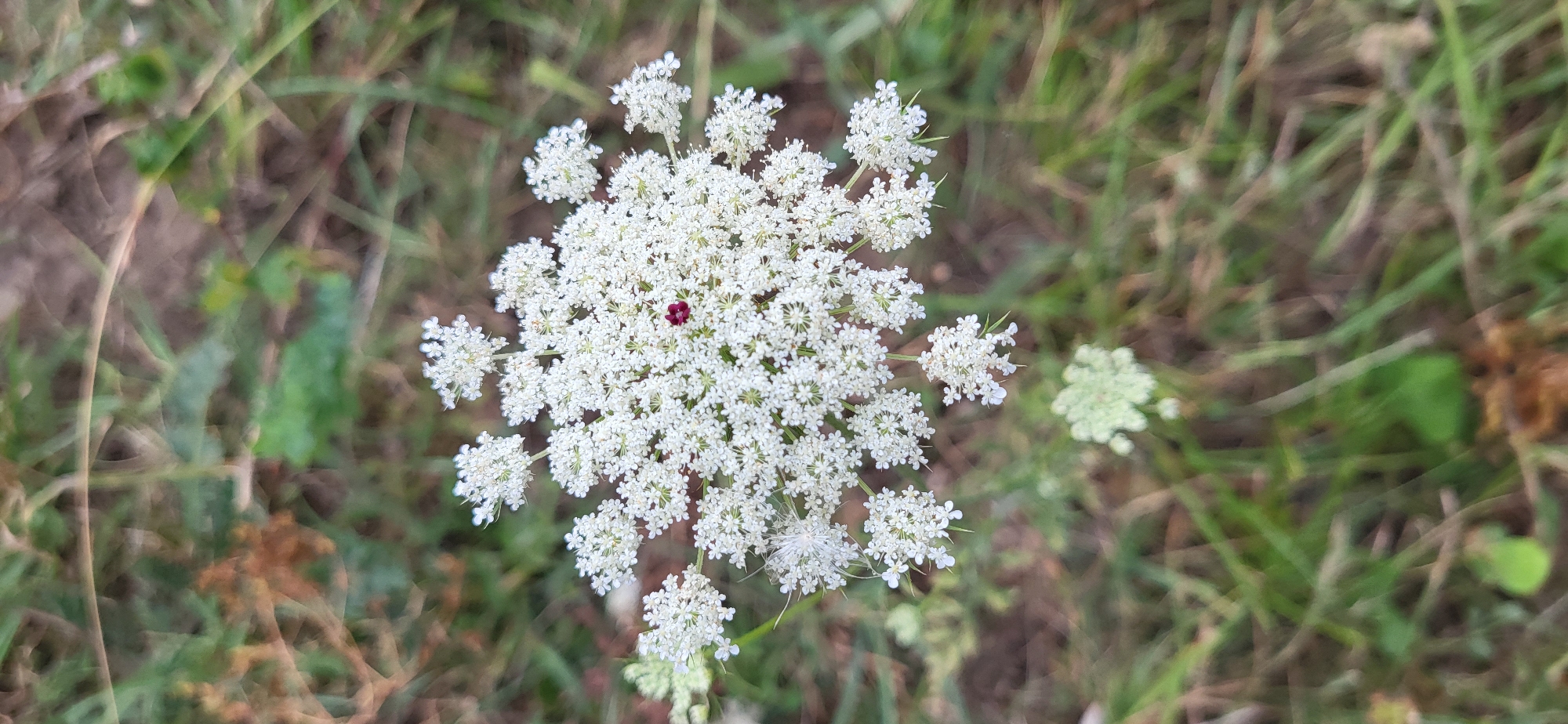 A high-angle, close-up shot captures a Queen Anne's Lace flower with a single dark red floret in the center, set against a blurred background of green and brown grasses. The flower, a collection of numerous tiny white florets forming an umbel, is the primary subject. The environment appears to be a natural, outdoor setting, likely a meadow or roadside in the vicinity of Сырымбет, Kazakhstan, given the context. There are no people or discernible actions present.