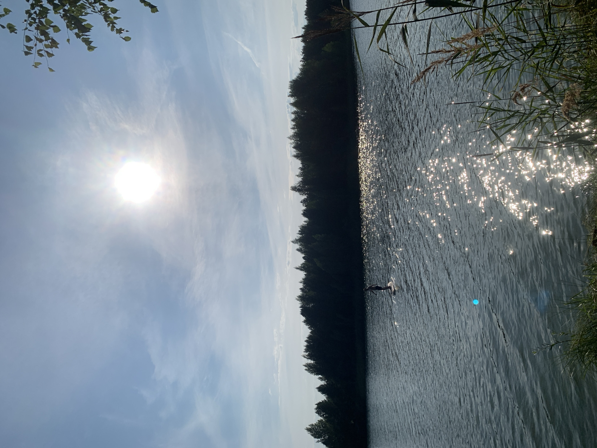 The image depicts a serene summer day at a body of water, possibly a lake or river, in Novyi, Russia. The sun is high in a clear blue sky, casting a bright, shimmering reflection on the water's surface. A lone individual is seen stand-up paddleboarding in the distance, silhouetted against the bright water. The background is lined with a dense forest of dark green trees, creating a natural, undisturbed landscape. The foreground is bordered by tall grasses and reeds, typical of a riverside or lakeside environment. The overall impression is one of peaceful solitude and natural beauty.
