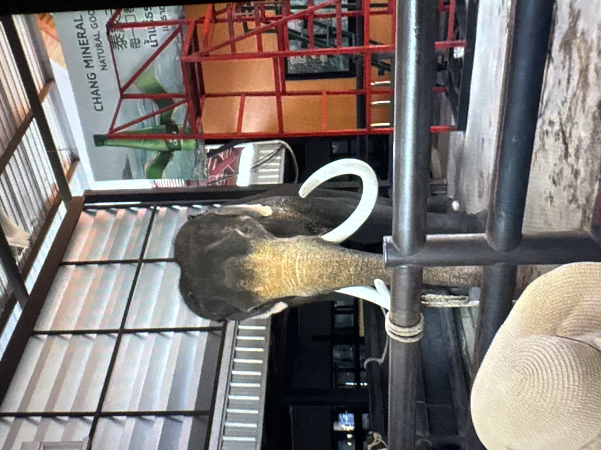 The image captures an elephant standing in an outdoor enclosure. The elephant is dark grey with visible tusks and a textured trunk. It is positioned behind a dark metal railing, with a rope wrapped around one of the railing posts. In the background, there is a red metal structure resembling scaffolding or a ladder, and a billboard with text that includes "CHANG MINERAL NATURAL GOO" and some Thai writing. The enclosure appears to be covered by a corrugated metal roof. To the left of the elephant, there are large glass windows with horizontal slats. In the foreground, a portion of a beige, textured object, possibly a piece of fabric or a textured surface, is visible. The ground appears to be concrete. There is no indication of the city of Navahrudak, Belarus in the image.