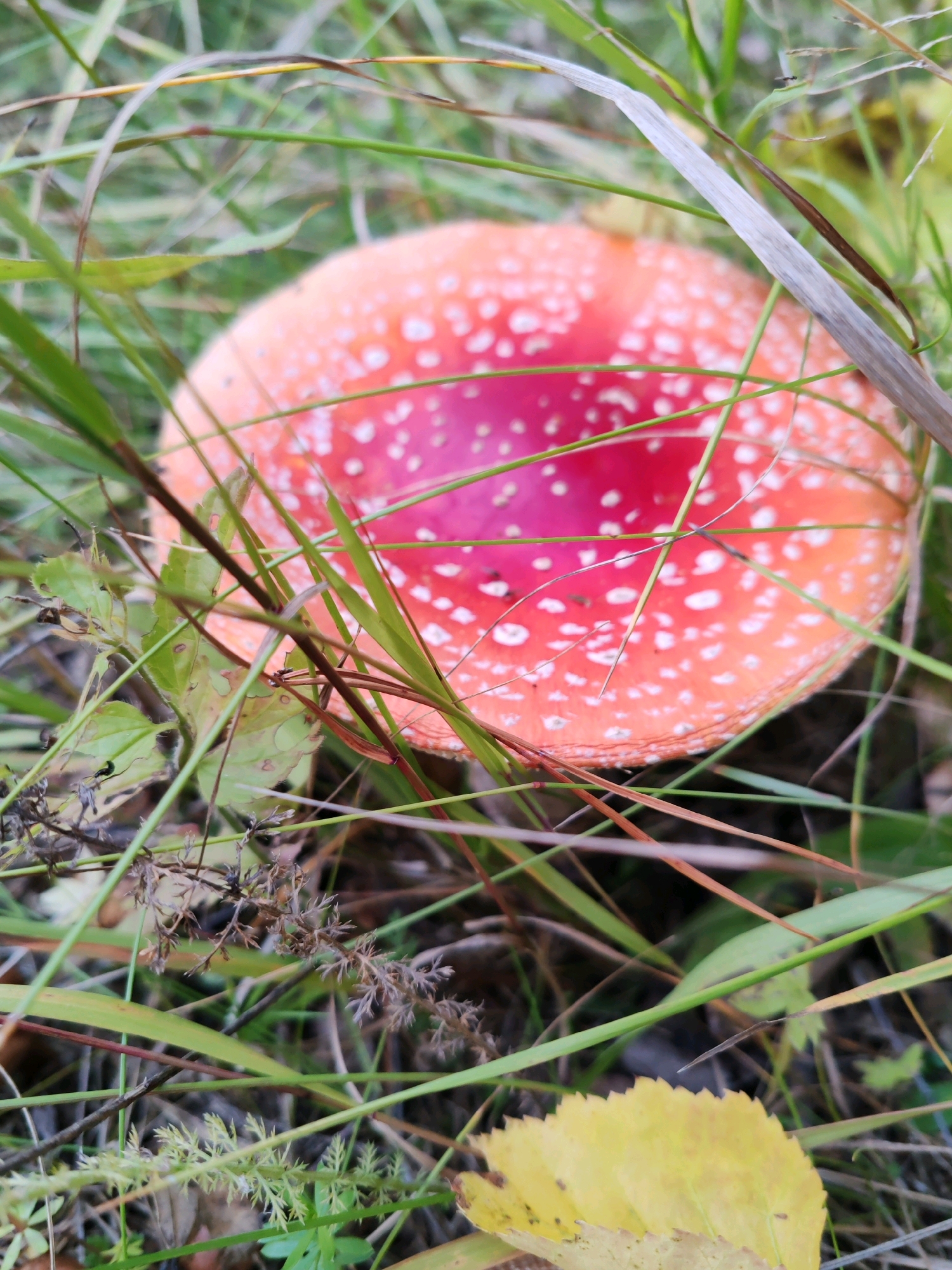 This is a close-up, eye-level, vertical shot of a red and white spotted mushroom cap, likely an Amanita muscaria, nestled among green and dry grass. The mushroom cap is the primary subject, showing its bright red surface fading to a lighter orange at the edges, and covered in numerous white speckles, which appear to be remnants of its veil. The surrounding vegetation consists of thin blades of green grass, some dried brown grass stalks, and a few small green leaves. A single yellow leaf is visible in the lower right corner. The lighting suggests an outdoor, natural environment, possibly a forest floor or meadow. The image was taken in or around the city of Chuchlem, Russia. There are no people or visible actions depicted.
