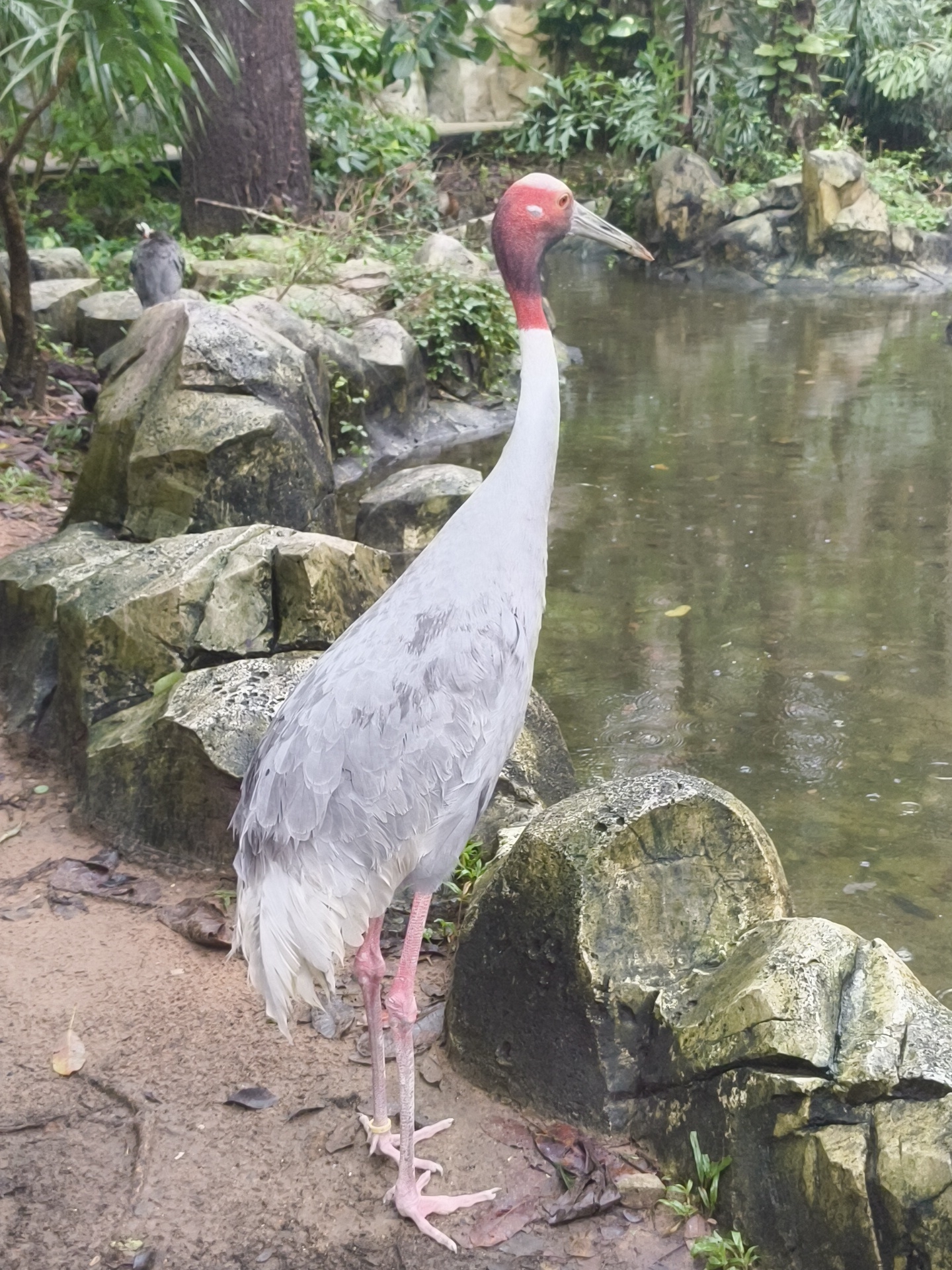 A Sarus crane stands near the edge of a pond with lush green foliage and rocks in the background. The crane is predominantly white with a grey body and pink legs. Its neck and head are a distinct red color. The pond water is murky and reflects the surrounding greenery. A small grey bird is perched on a rock to the left of the crane. The ground is covered in dirt and fallen leaves, with some paved sections visible. The overall environment suggests a zoo or wildlife park enclosure. This scene is not specific to the city of Phú Quốc, Vietnam, as there are no identifiable landmarks or contextual clues to place it there.