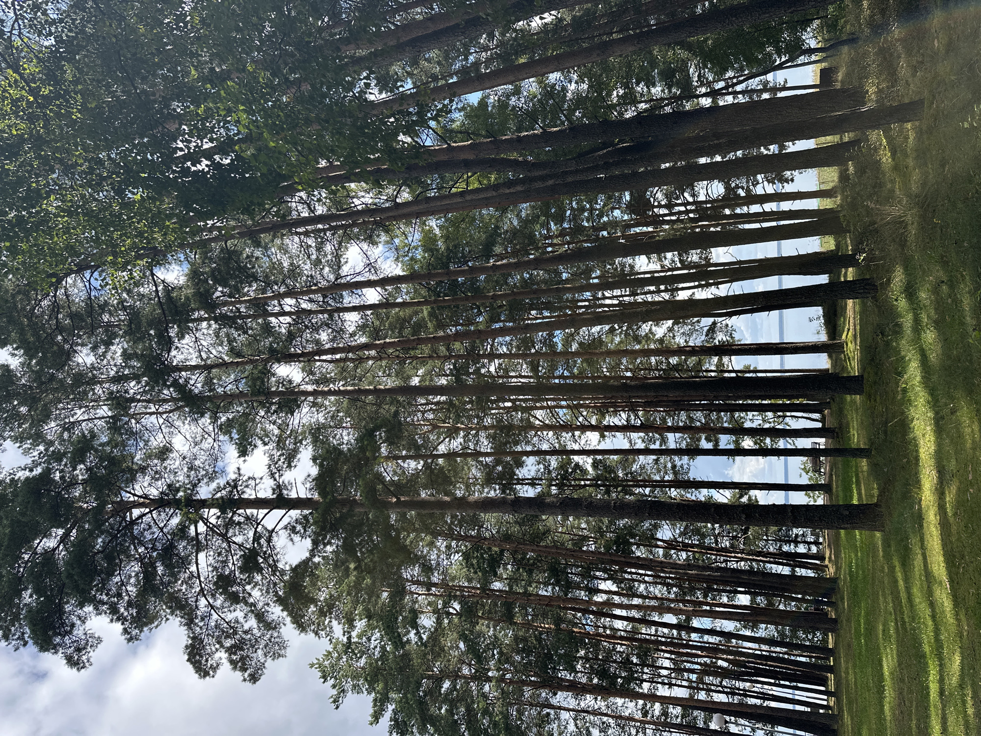 The image depicts a dense pine forest bordering a body of water, likely a lake or river, in the Нарацкі сельскі Савет region of Belarus. The perspective is from within the forest, looking upwards and outwards. Tall, slender pine trees dominate the foreground and midground, their trunks close together and reaching towards a cloudy sky. Sunlight filters through the branches, creating dappled patterns on the grassy ground. In the distance, the calm water is visible, with a faint line of trees on the opposite shore. There are no people or visible animals in the scene. The environment is natural and serene, suggesting a park or a natural reserve.