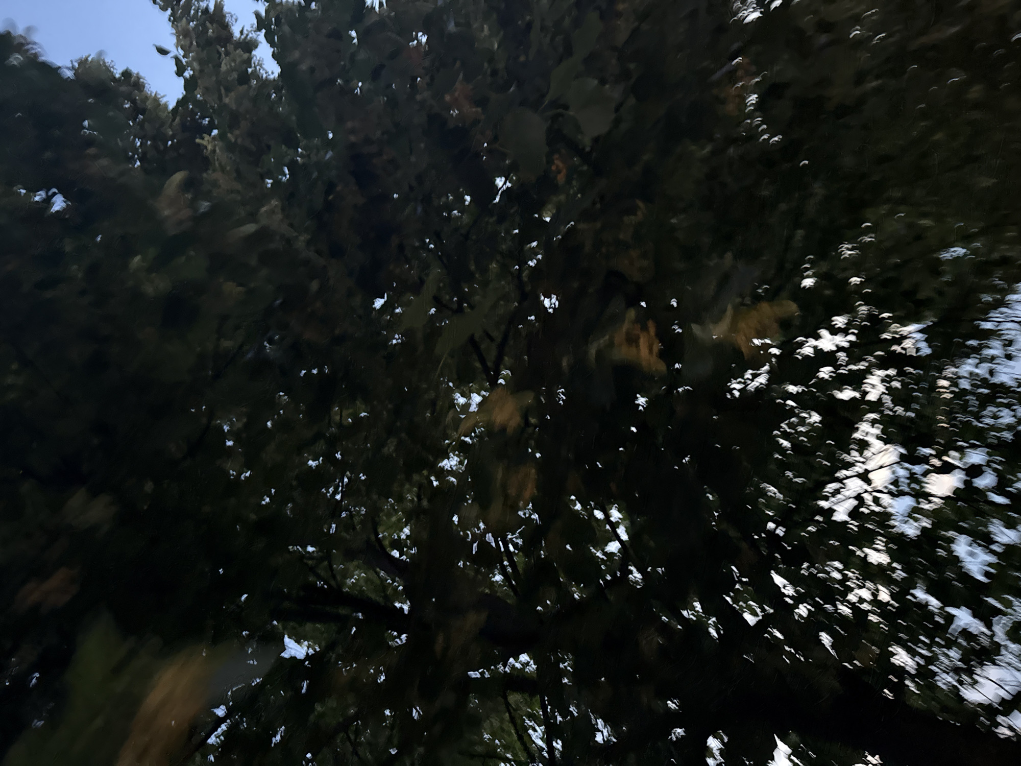 The image is a low-angle shot of dark green leaves and branches of a tree against a bright blue sky. The leaves are blurred, suggesting movement, possibly due to wind or the camera's motion. Sunlight filters through the canopy, creating bright highlights on some of the leaves. The overall impression is one of a dense, lush tree in an outdoor setting. The scene is devoid of any people or specific landmarks, making it impossible to determine a precise location within a city. The image is composed of dark shadows and bright spots of light, with the leaves forming a textured pattern against the sky.