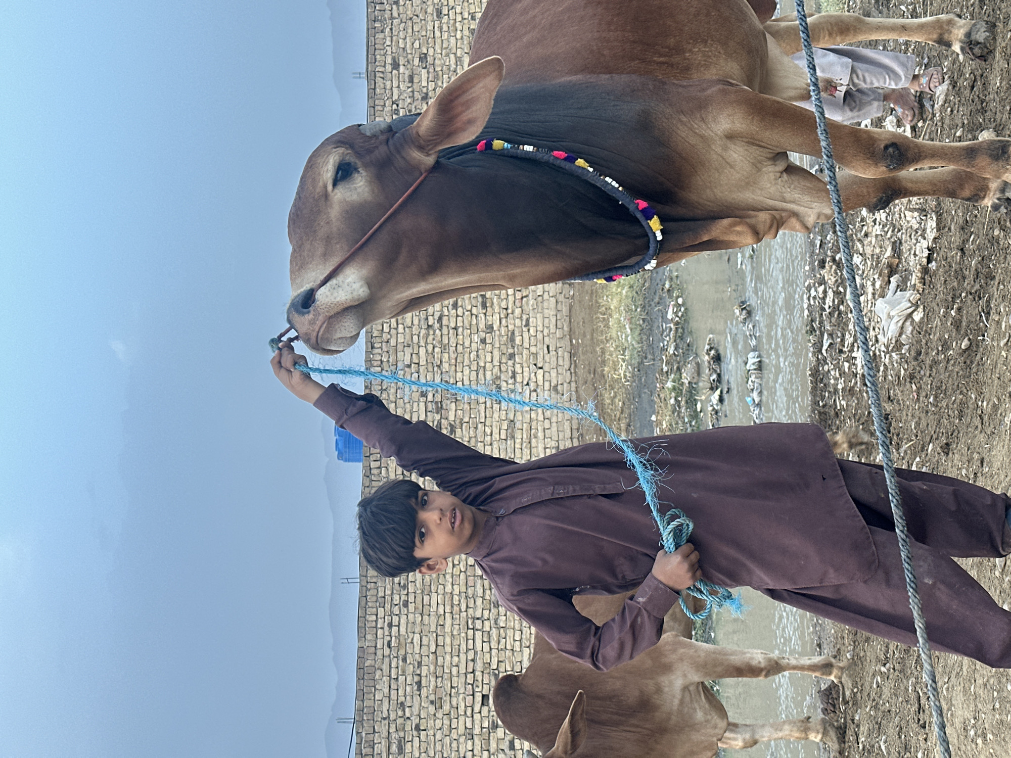 A medium shot captures a young boy in Quetta City Tehsil, Pakistan, holding a blue rope connected to a brown cow. The boy, dressed in a brown tunic and pants, is looking at the camera. The cow has a decorative collar. A brick wall is visible in the background, as well as mountains in the distance. There is water and mud on the ground. Other cows and people are partially visible in the background. The sky is overcast.