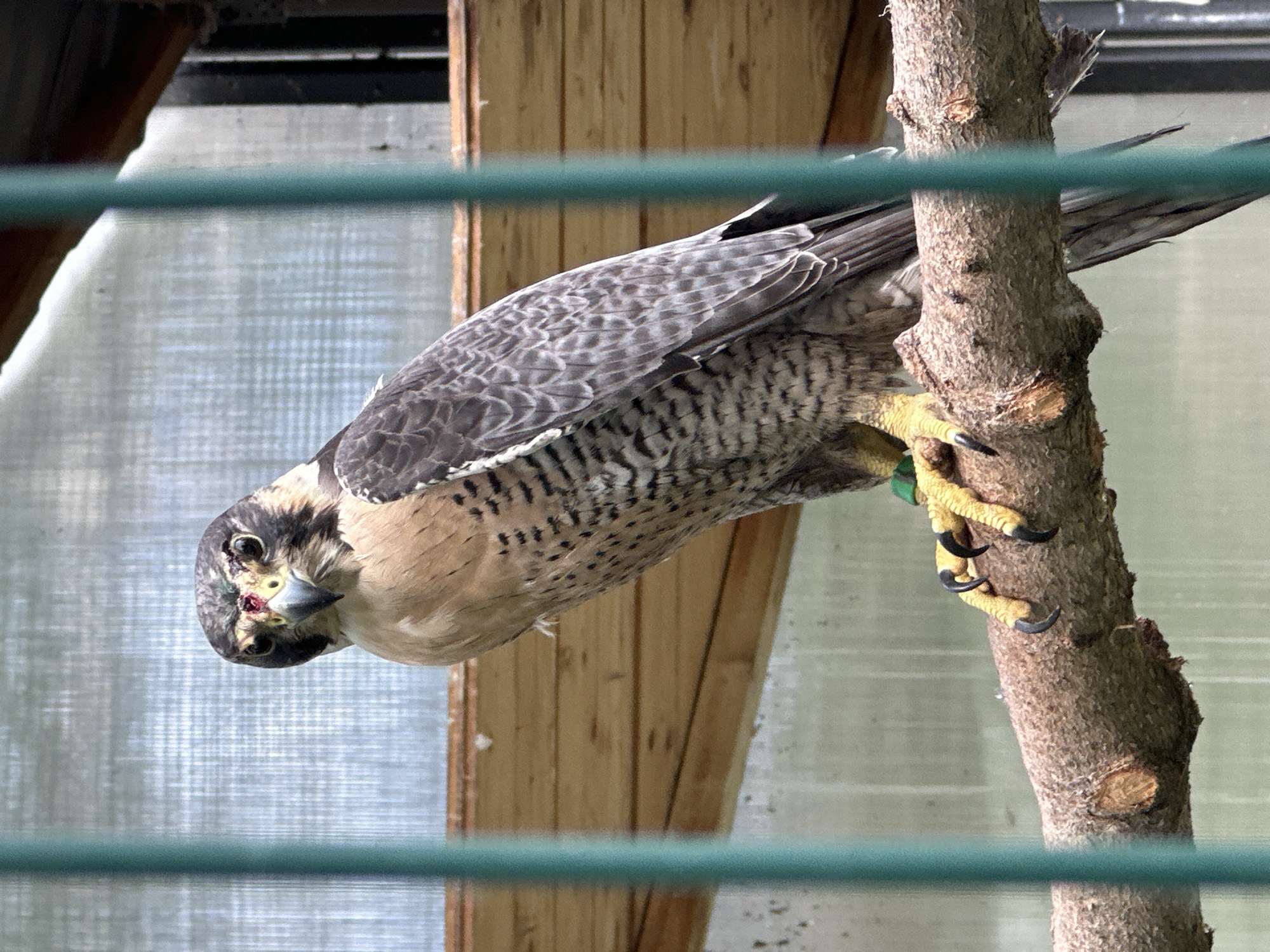 An image captures a raptor, likely a falcon, perched on a rough-barked tree branch, holding on with its powerful yellow talons and sharp black claws. The bird is oriented head-downward, tilting its head acutely to look directly towards the viewer with an intense gaze. Its plumage features grey feathers on the back and wings with intricate darker markings, transitioning to lighter, buff-colored underparts with dark horizontal barring across its chest and belly. A distinctive dark "tear" mark is visible below its eyes, contrasting with its lighter cheek feathers. A reddish mark or minor injury is apparent on the left side of its face, near its cere and eye. A green band is visible on its left leg.
In the foreground, a blurry green horizontal bar, likely part of a cage or enclosure, extends across the lower portion of the frame. The background consists of a light-colored, somewhat translucent mesh or screen-like material, behind which various wooden structures are visible. This setup strongly suggests an indoor or sheltered aviary or rehabilitation center environment. The lighting indicates it is daytime. There is no visible text in the image. The scene is set in Omsk, Russia.