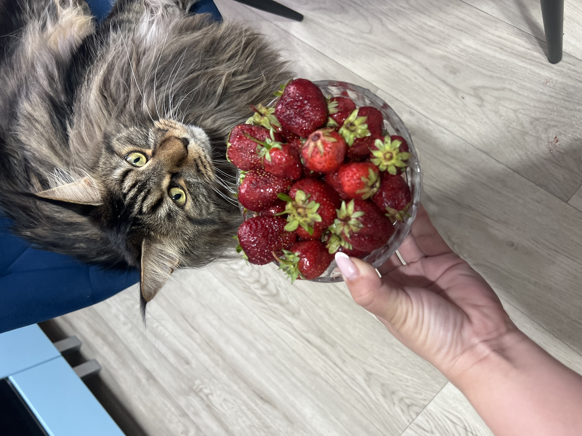 A Maine Coon cat with tabby markings lies on its back on a blue cushion, its body filling the left side of the frame. Its large, furry body is mostly out of focus, but its face is sharp, with bright green eyes and long white whiskers. The cat is looking upwards, towards a clear glass bowl filled with fresh strawberries, held in a person's hand. The hand has neat, manicured nails with light pink polish. The bowl of strawberries is in the upper right quadrant of the image.
The scene takes place indoors, on a light-colored wooden floor. A dark chair leg is visible in the background, and a sliver of a blue piece of furniture is in the lower left corner. The lighting suggests it is daytime. There is no visible text in the image. The overall impression is a candid moment, possibly at home in Марковский, Russia, capturing a playful or curious interaction between a pet and its owner.