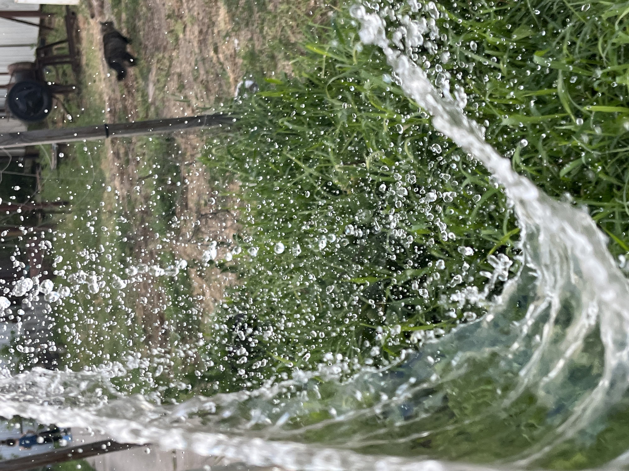The image depicts a close-up of water spray against a blurred background of an outdoor environment. In the foreground, a stream of water is captured in motion, creating a curtain of droplets. The background shows green grass, dry earth, and in the middle ground, a dark-colored cat is visible walking away from the camera. Further in the background, there are wooden posts, some metallic equipment, and a building. The overall scene suggests a rural or semi-rural setting, possibly a backyard or a field. No specific landmarks or recognizable structures are present to pinpoint the location within the city of Krasnyye Barrikady, Russia.