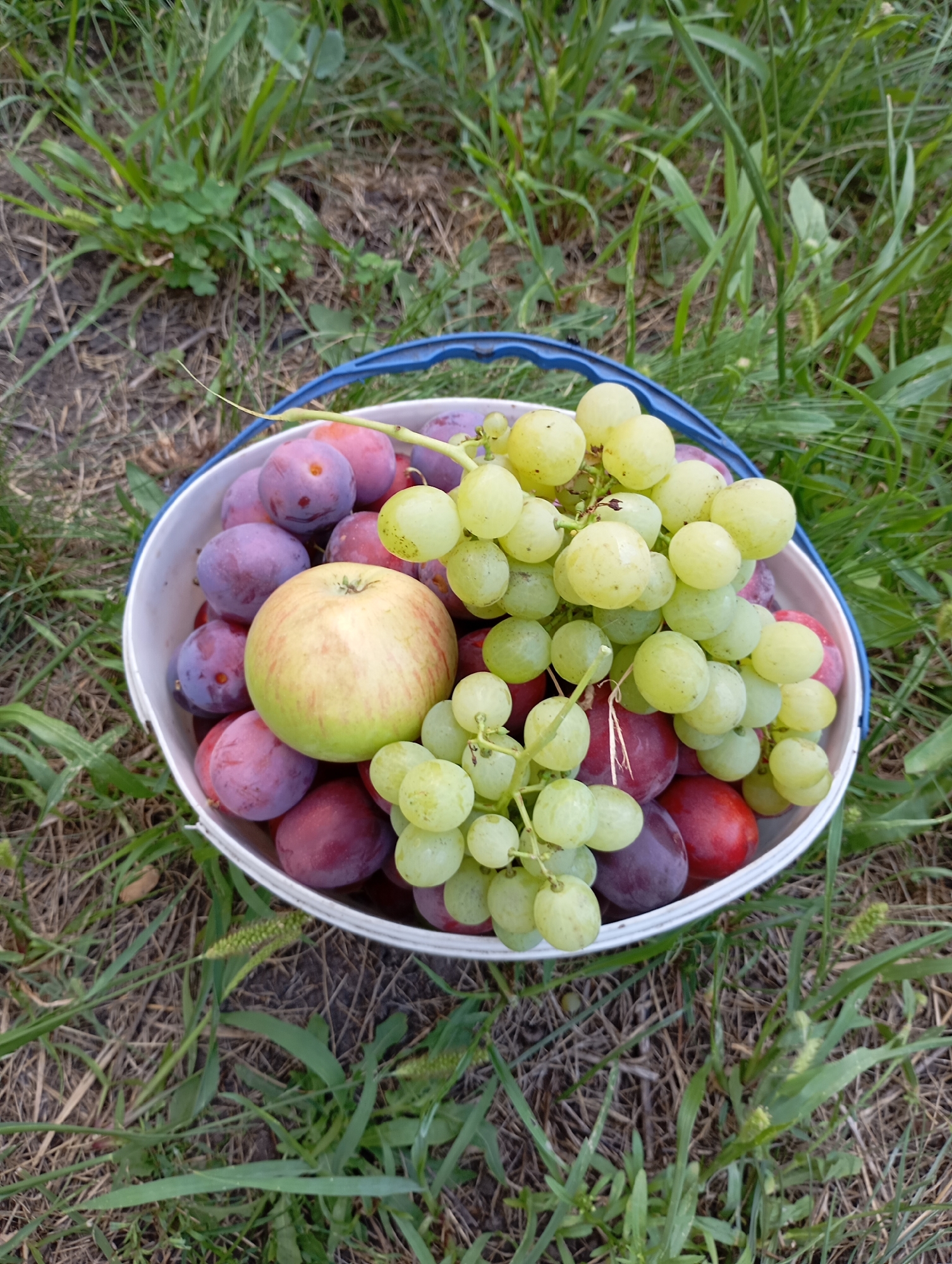 A white bucket filled with plums, green grapes, and an apple sits on the ground amidst grass and dry foliage. The bucket has a blue rim and handle. The scene is outdoors, with green grass and dry grass blades visible. The image captures a close-up view of the bucket's contents. The location is the city of Horishni Plavni, Ukraine.