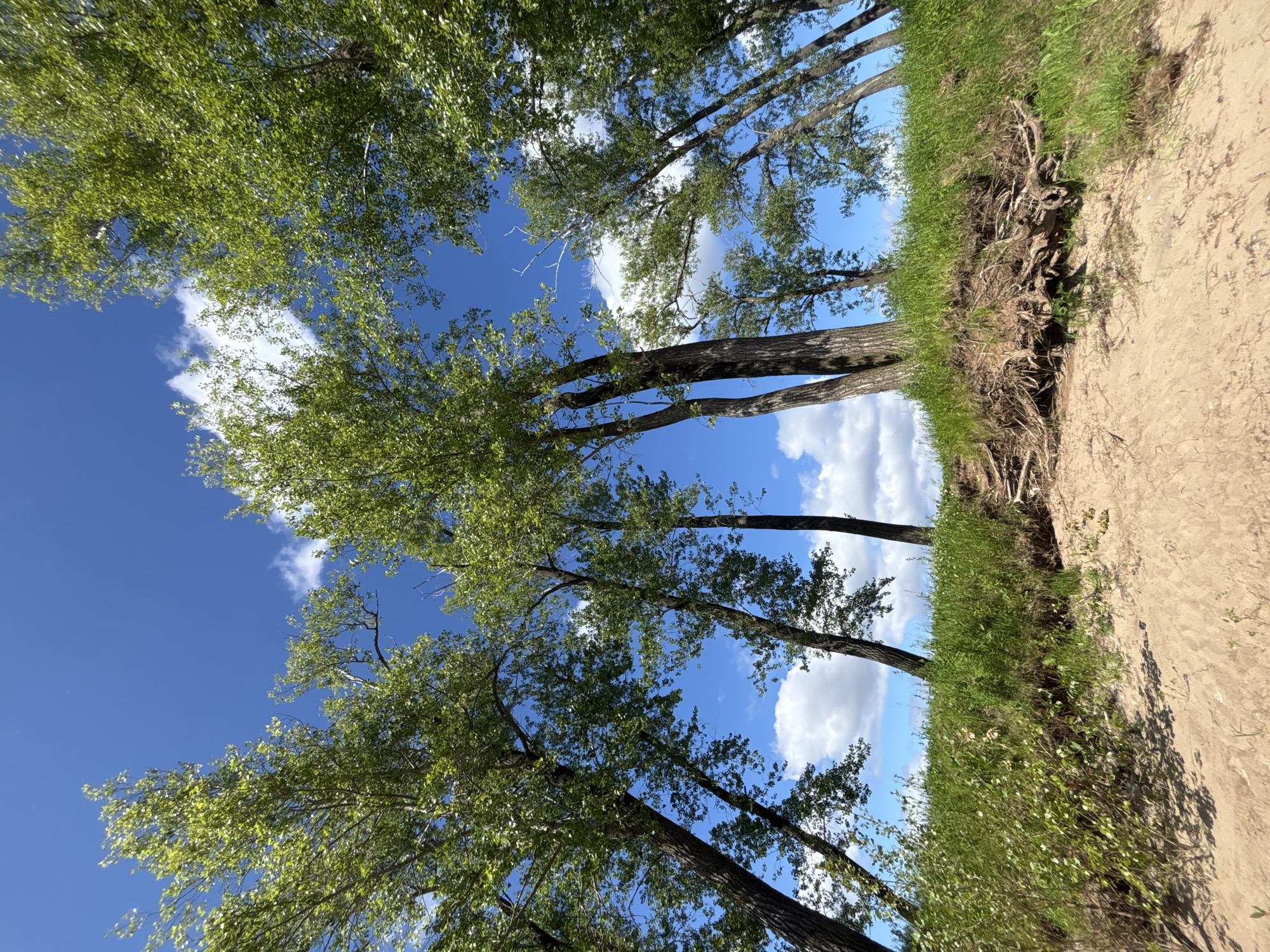 A low-angle, wide shot captures a sandy bank with exposed tree roots in the foreground, leading up to a grassy slope topped by a line of tall, leafy trees. The trees, with their dark, textured bark and vibrant green foliage, are angled against a bright blue sky dotted with fluffy white clouds. The roots are a tangled mass of brown, sinuous wood, some reaching out over the sand. The grass on the slope is lush and green, with smaller plants and wildflowers interspersed. The sky is clear and sunny, suggesting a warm day. The overall impression is one of natural beauty and untamed wilderness. The image was taken in the vicinity of Ol'khovskoye, Russia.
