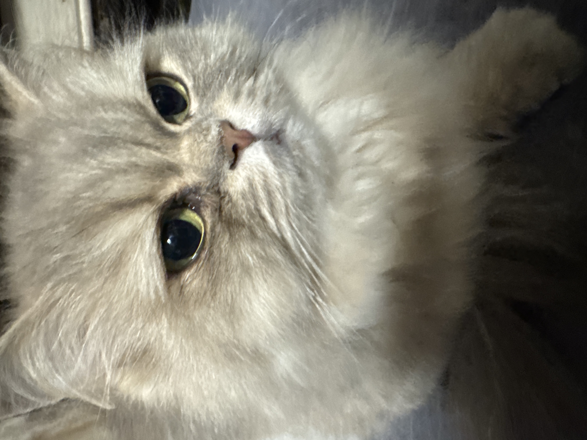 A close-up shot shows a fluffy, light gray Persian cat with striking green eyes. The cat's fur is long and appears soft, with subtle darker gray markings on its face. Its nose is a light pinkish-brown color. The background is dark and out of focus, with some texture that could be furniture or a wall. The lighting is dim, with a slight yellowish cast. This image was taken indoors, likely in a residential setting in Hallum, Netherlands.