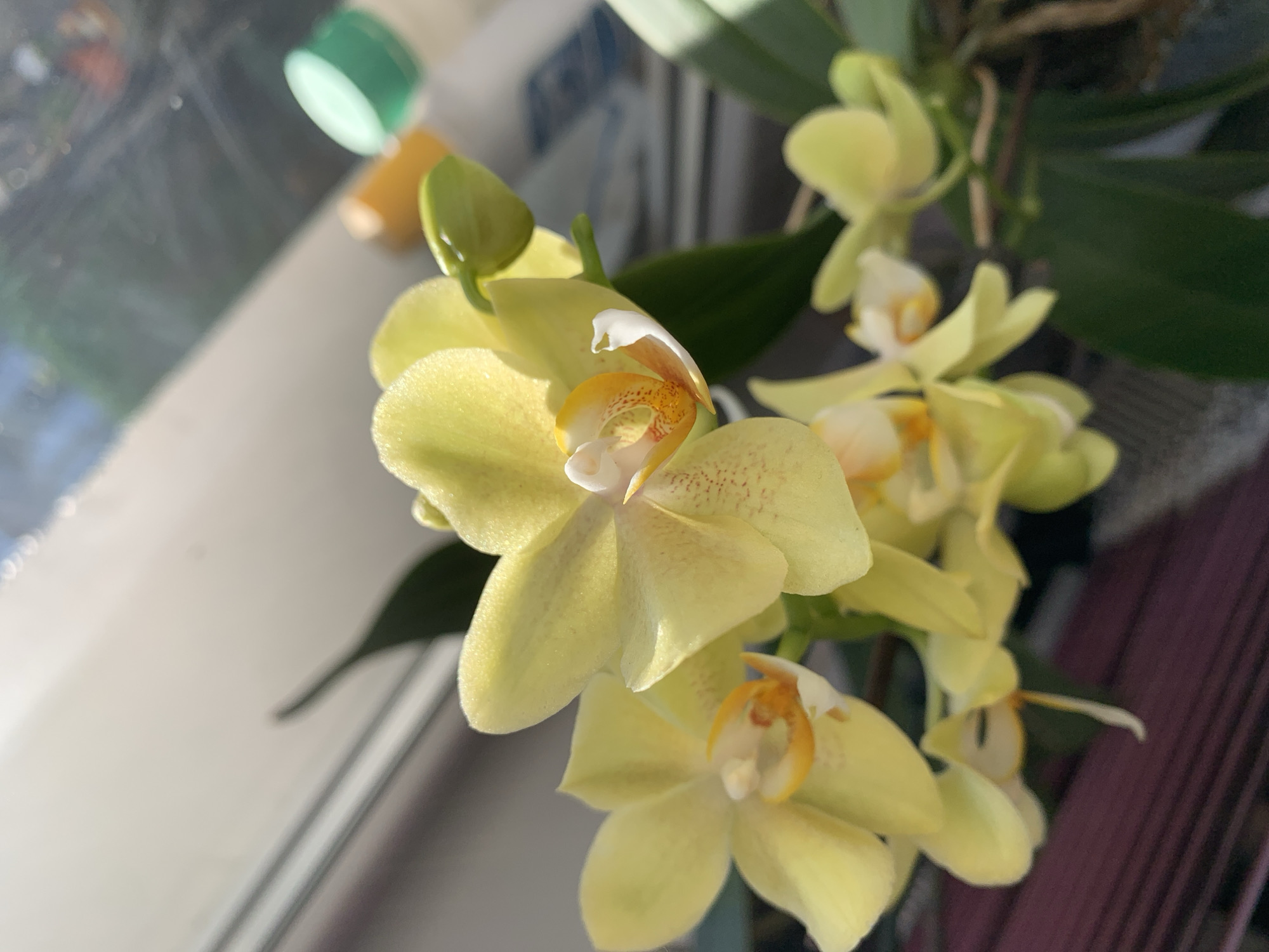 The image depicts a cluster of yellow orchids in bloom. The flowers are a pale yellow color with orange and white accents in the center. They are arranged on a stem with green leaves. The background includes a window and a few other objects, including a jar lid in the top left. The location, Lehchevo, Bulgaria, is not discernible from the image.