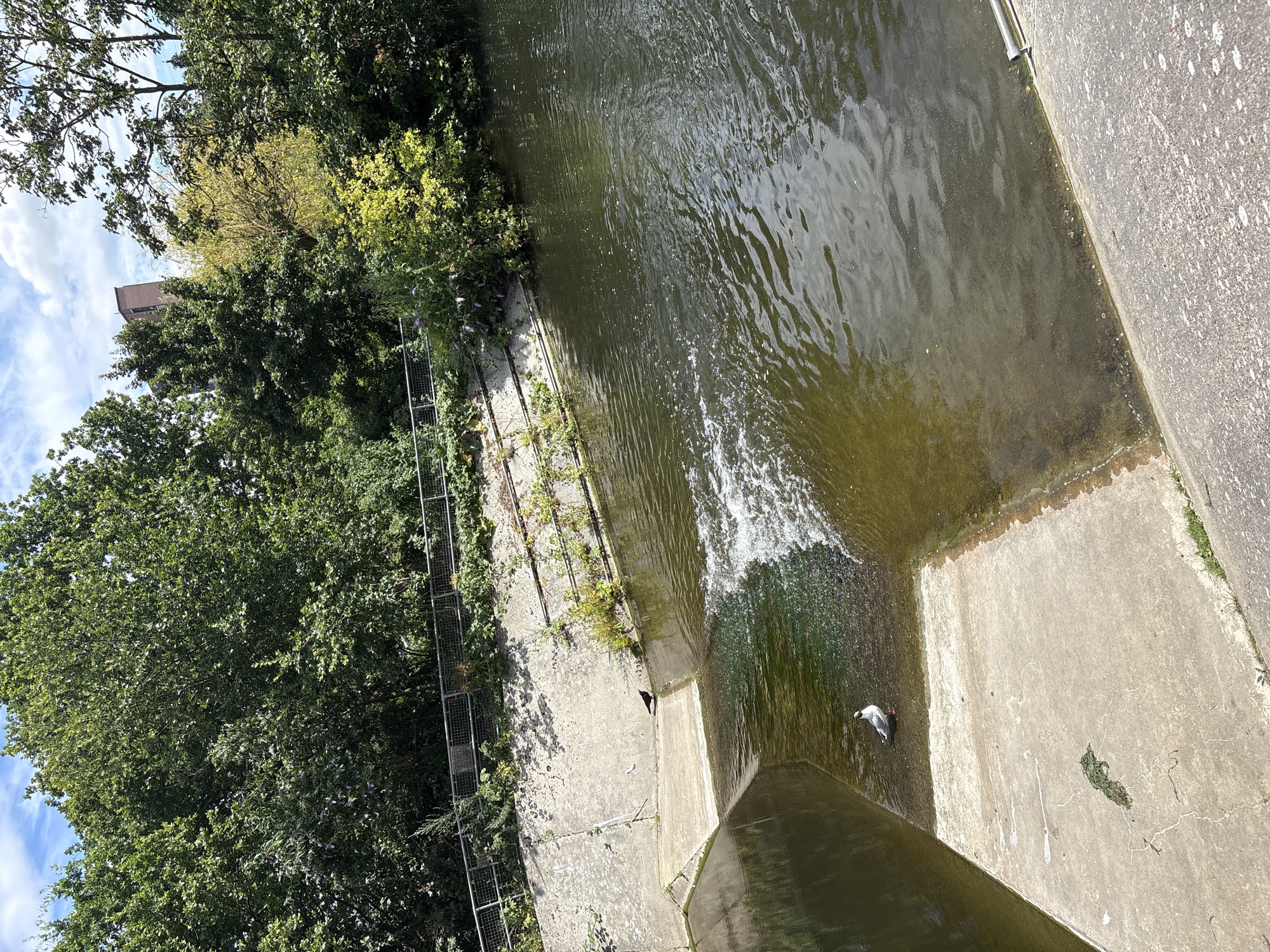 This is an aerial, close-up shot of a concrete water channel. The channel is filled with murky green water that appears to be flowing and creating small waves. The concrete banks are rough and textured, with some patches of moss and small plants growing in the crevices. There is a metal grate or fence running along the left bank, partially covered by lush green trees and foliage. Sunlight casts dappled shadows on the concrete, indicating it is daytime.
In the lower right portion of the channel, a white and grey bird, possibly a seagull or pigeon, is perched on the edge of the concrete. The bird appears to be looking towards the water.
The overall scene suggests an urban or semi-urban environment, possibly a canal or drainage channel, where nature and man-made structures are in close proximity. The sky is visible in the upper left, with blue patches and white clouds, suggesting fair weather. The image is oriented with the top of the frame pointing left, and the bottom pointing right.