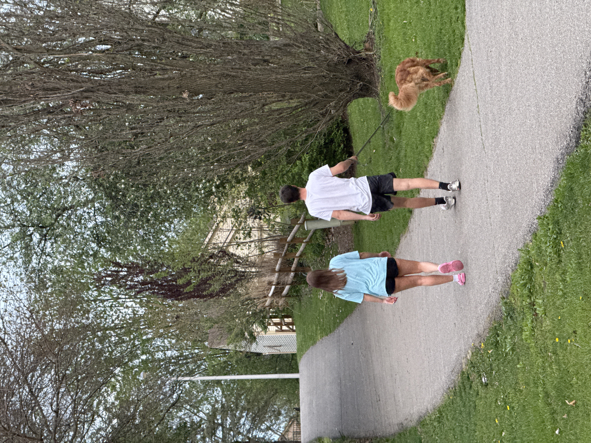 A man and a woman walk along a paved path in what appears to be a park or residential area in Grove City, Ohio, United States of America. The man, wearing a white shirt and black shorts, holds a leash connected to a golden-colored dog, which is visible in the upper right. The woman, closer to the viewer, wears a blue shirt and black shorts with pink running shoes. A large tree with a dense network of bare branches dominates the left side of the frame. A wooden fence and a house can be seen in the background. The path is bordered by grass on both sides.