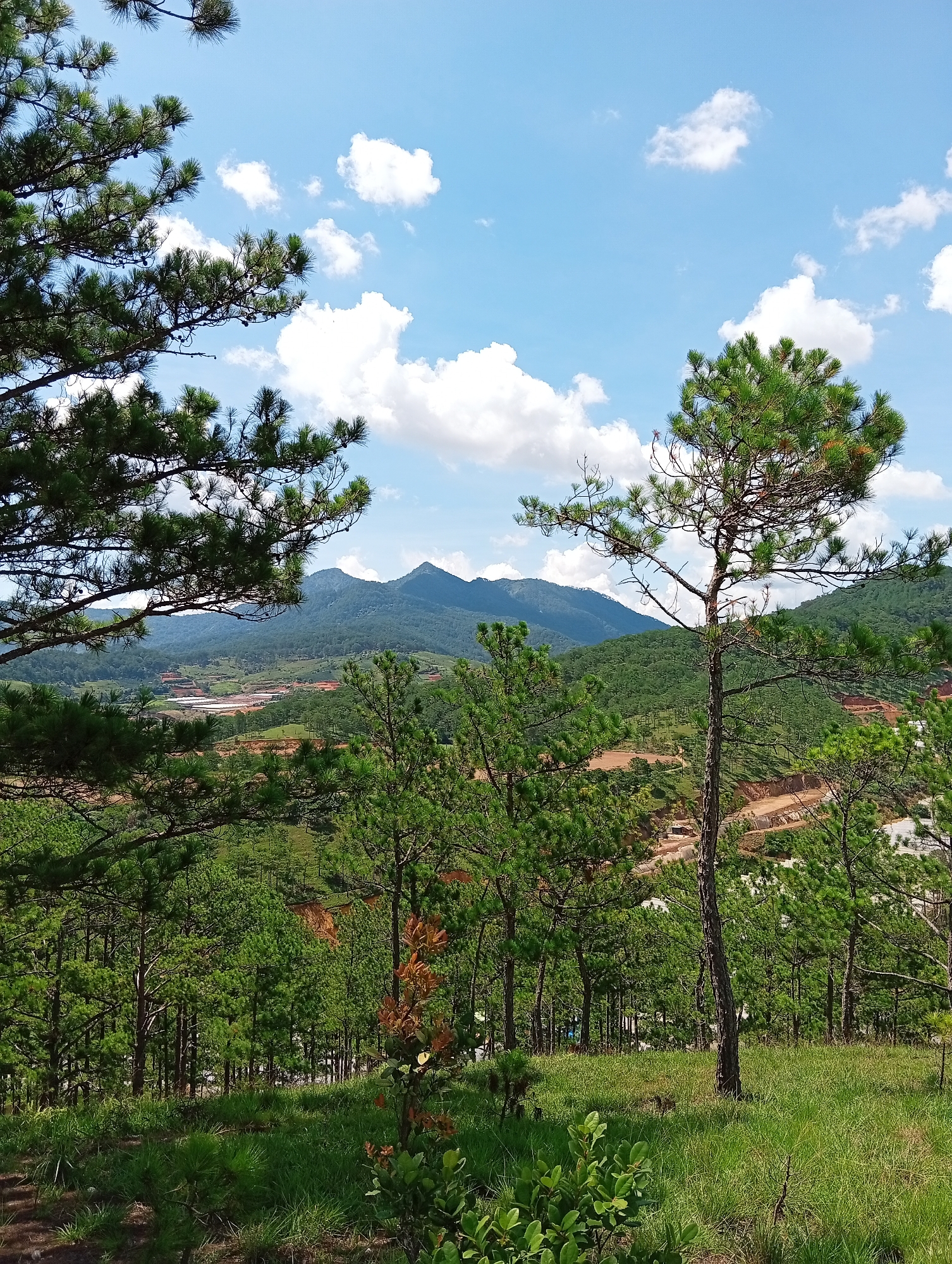 The image depicts a mountainous landscape in the Lam Vien - Da Lat region of Vietnam. The foreground is dominated by a lush, green field interspersed with pine trees. In the mid-ground, a dense forest of pine trees rises, partially obscuring red-brown patches of earth and terraced land in the distance. A mountain range is visible on the horizon, silhouetted against a bright blue sky dotted with cumulus clouds. A large pine tree branch extends from the left side of the frame, and a solitary pine tree stands prominently on the right.