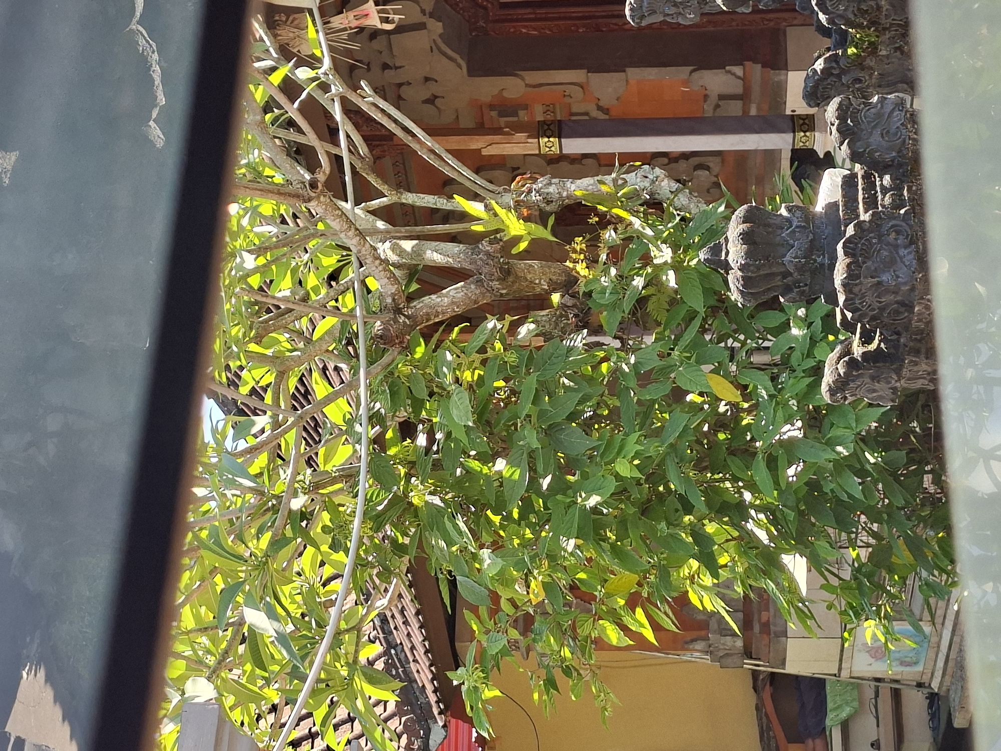 The image, taken in Blahbatuh, Indonesia, captures a sun-drenched outdoor scene framed by a dark, horizontal element at the top and bottom, possibly a window or ledge. In the mid-ground, a leafy green plant with prominent vines dominates the frame, its foliage brightly illuminated by sunlight filtering through. Behind the plant, a traditional Balinese building with a terracotta tiled roof is visible, featuring ornate architectural details and warm-toned walls. To the right, a decorative stone structure with intricate carvings, resembling a crown and animalistic figures, stands in the foreground, suggesting a temple or culturally significant site. The overall impression is one of vibrant greenery juxtaposed against traditional architecture, bathed in the bright tropical sunlight.
