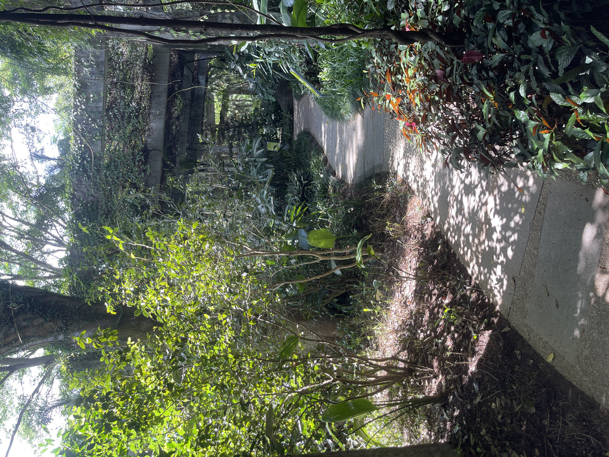 An outdoor pathway winds through a lush, green botanical garden in Panyu District, China. The path, made of concrete slabs interspersed with gravel, is dappled with sunlight filtering through the dense canopy of trees and foliage. To the left, vibrant green bushes and trees with visible trunks line the path, with sunlight illuminating their leaves. A large tree trunk covered in ivy is prominent on the left side of the image. In the background, an overgrown concrete structure, possibly an old bridge or walkway, is partially obscured by vines and hanging branches. On the right side of the path, a variety of plants with dark green and reddish-brown leaves grow densely. The overall impression is one of a serene, somewhat wild, and natural setting, with a man-made element integrated into the landscape. There are no people visible in the scene.
