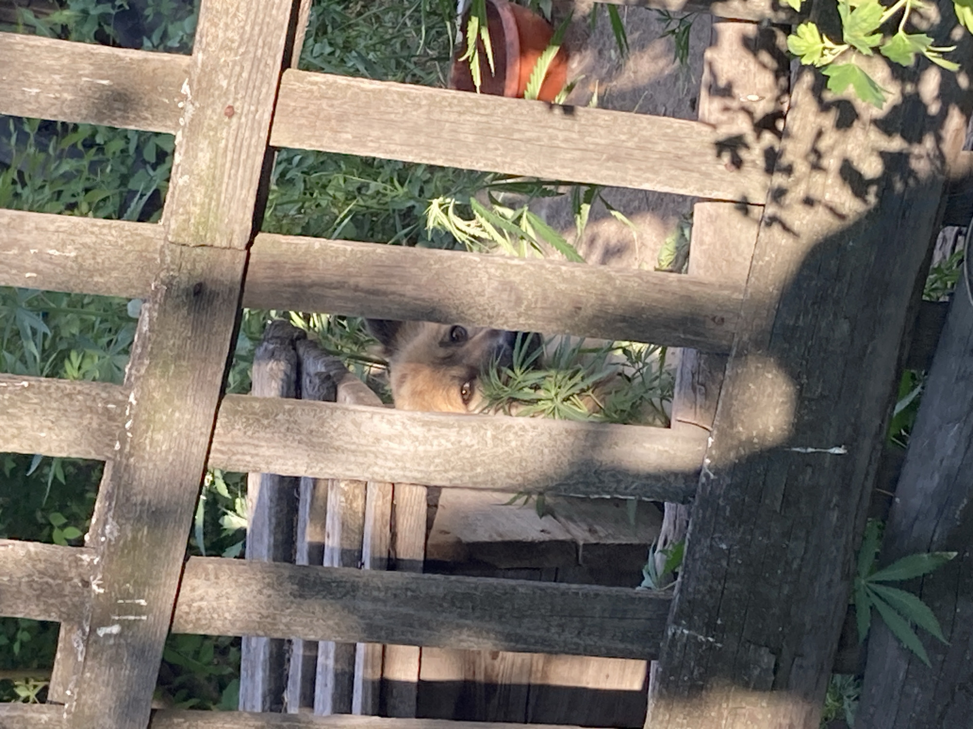 A fox peeks through a wooden fence in a sun-dappled outdoor setting. The fox, with its dark eyes and furry face, is partially hidden by green foliage, suggesting it is in a natural environment. The fence appears aged and weathered, constructed from rough-hewn wooden planks. Sunlight casts shadows through the gaps in the fence, indicating it is daytime, likely morning or late afternoon. The background shows more greenery and a terracotta pot, hinting at a garden or overgrown area. The overall scene evokes a sense of quiet observation and the presence of wildlife in a rural or semi-rural environment. The location is identified as Rakity, Russia.