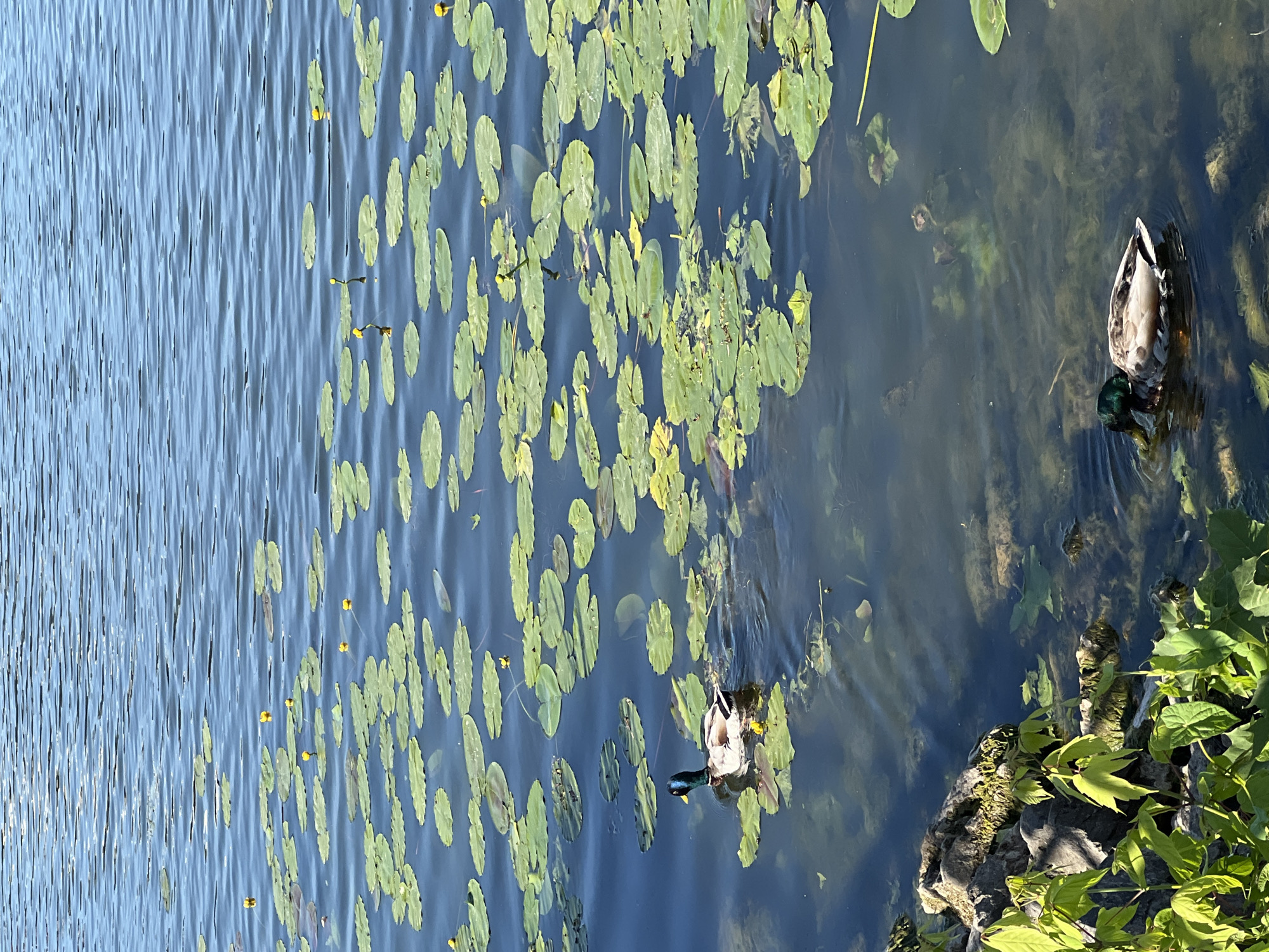 The image depicts a serene body of water, likely a pond or lake, filled with numerous green lily pads. Several small yellow lily blossoms are visible amidst the pads. Two mallard ducks are present; one is swimming in the upper left quadrant of the image, while another is in the lower right, partially submerged. The water is clear, allowing visibility of the murky bottom with submerged vegetation. The foreground features a rocky shoreline with lush green foliage, suggesting an outdoor natural setting. The overall ambiance is tranquil and natural. While the image itself does not provide specific geographical markers, if this scene were located in Ternopil, Ukraine, it would likely be in a park or natural reserve area with a water body, such as the Ternopil Pond or a smaller lake within the city's green spaces.
