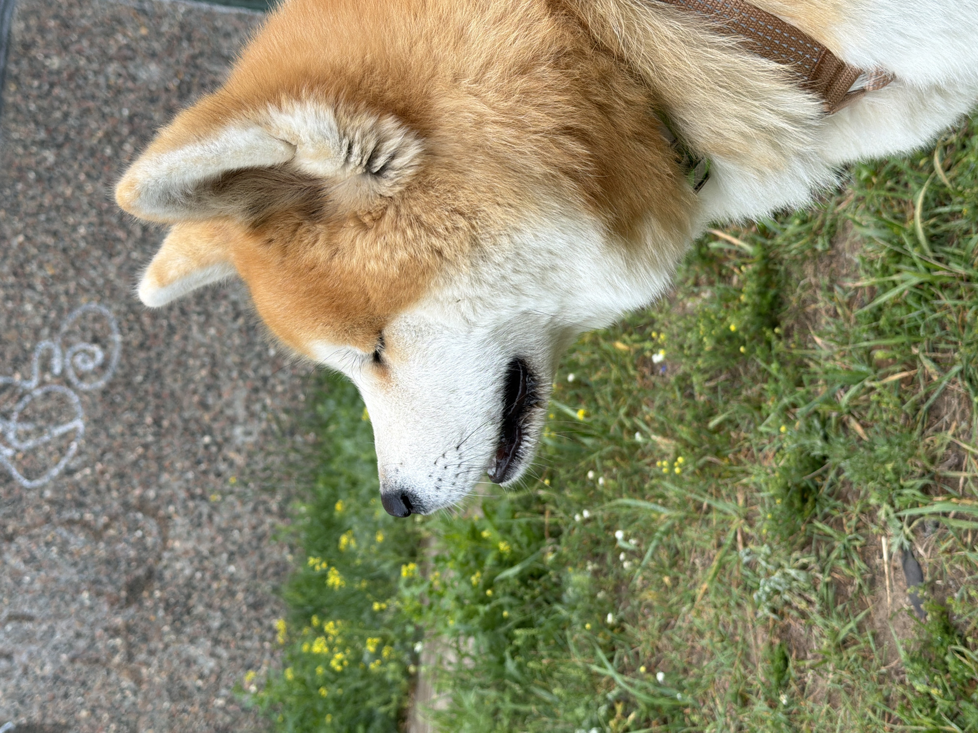 An Akita dog is pictured in profile, facing left, with its eyes partially closed. The dog has a fluffy reddish-brown and white coat. It is wearing a brown harness. The background consists of a concrete wall with graffiti and a grassy area with small yellow and white flowers. The scene appears to be outdoors, likely in a park or backyard. The location is Chaikovsky, Russia.