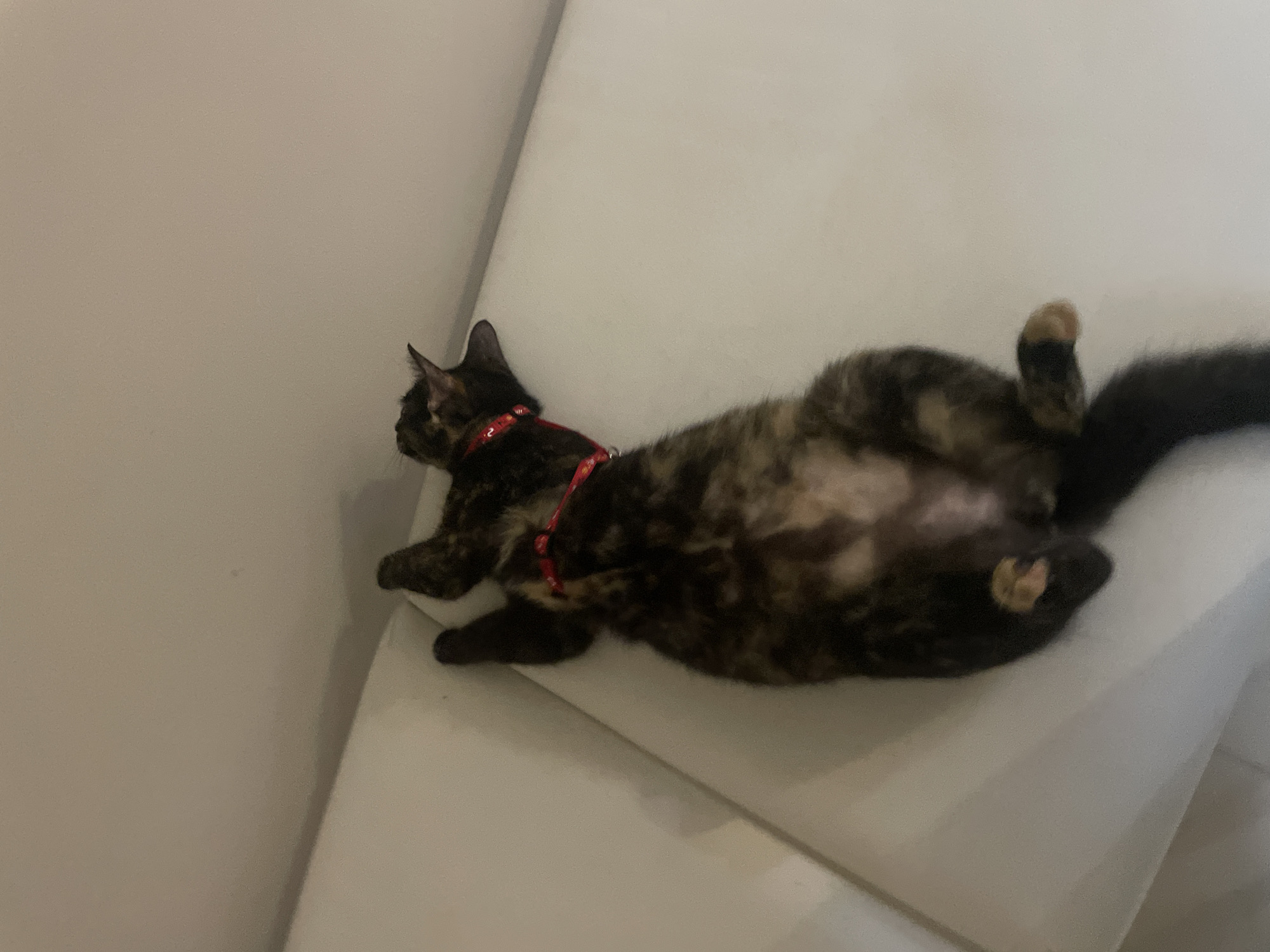 A tortoiseshell cat is captured lying comfortably on its back on a light-colored, possibly white or light grey, surface, which appears to be a sofa or bed. Its belly is exposed, and its paws are slightly curled, conveying a state of relaxation. The cat's fur displays a characteristic pattern of black, brown, and orange patches. It is wearing a red harness, on which a white number '2' is visible. The background consists of a plain light-colored wall, suggesting an indoor setting. The lighting is soft and ambient, providing no specific clues about the time of day. The overall scene depicts a peaceful moment of the cat resting. The location context is Denpasar, Indonesia.