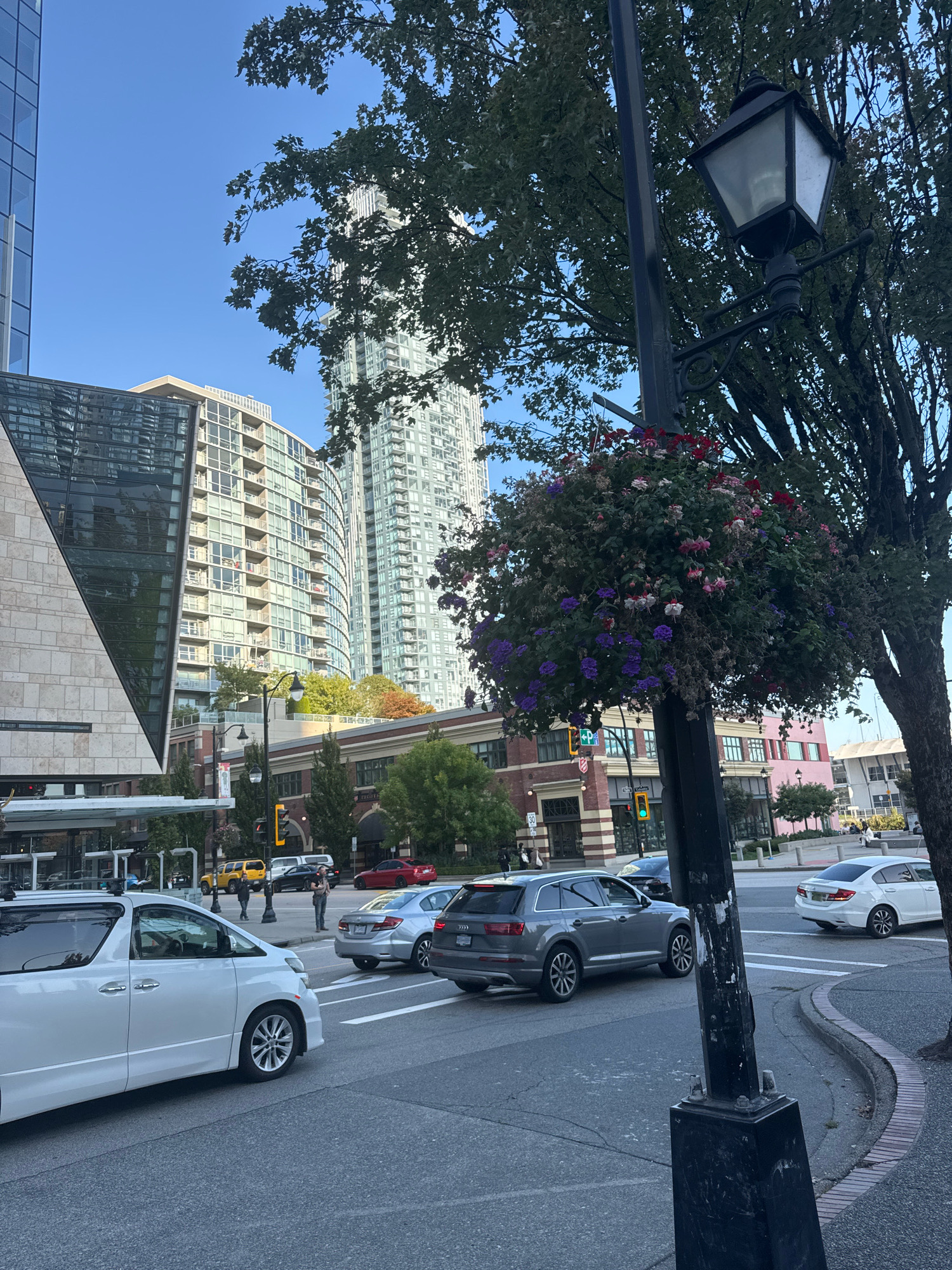 The image captures a street scene in the city of New Westminster, Canada, likely within the downtown core or a commercial district. The perspective is at street level, looking slightly upwards and across an intersection.
Prominently featured is a black lamppost adorned with a large, hanging basket filled with colorful flowers, predominantly purple and pink, with some red accents. Behind the lamppost, a large tree with dark bark and green leaves is visible.
Several modern high-rise buildings with glass facades and balconies dominate the background, indicating an urban environment. In the mid-ground, there are lower-rise brick buildings, some with businesses on the ground floor. A bus shelter with a glass roof is situated on the left side of the image.
The foreground and mid-ground show a city street with cars in motion and stopped at what appears to be an intersection. A white minivan or MPV is in the left lane, facing away from the viewer. To its right, a grey Audi SUV is positioned in the right lane, also facing away. Further back, a silver sedan and a white sedan are visible, along with a red sedan to the far right. Yellow traffic lights are visible, as are street signs.
A few pedestrians are present on the sidewalks and crossing the street. The sky is clear and blue, suggesting fair weather. The overall impression is a busy urban street during daytime.