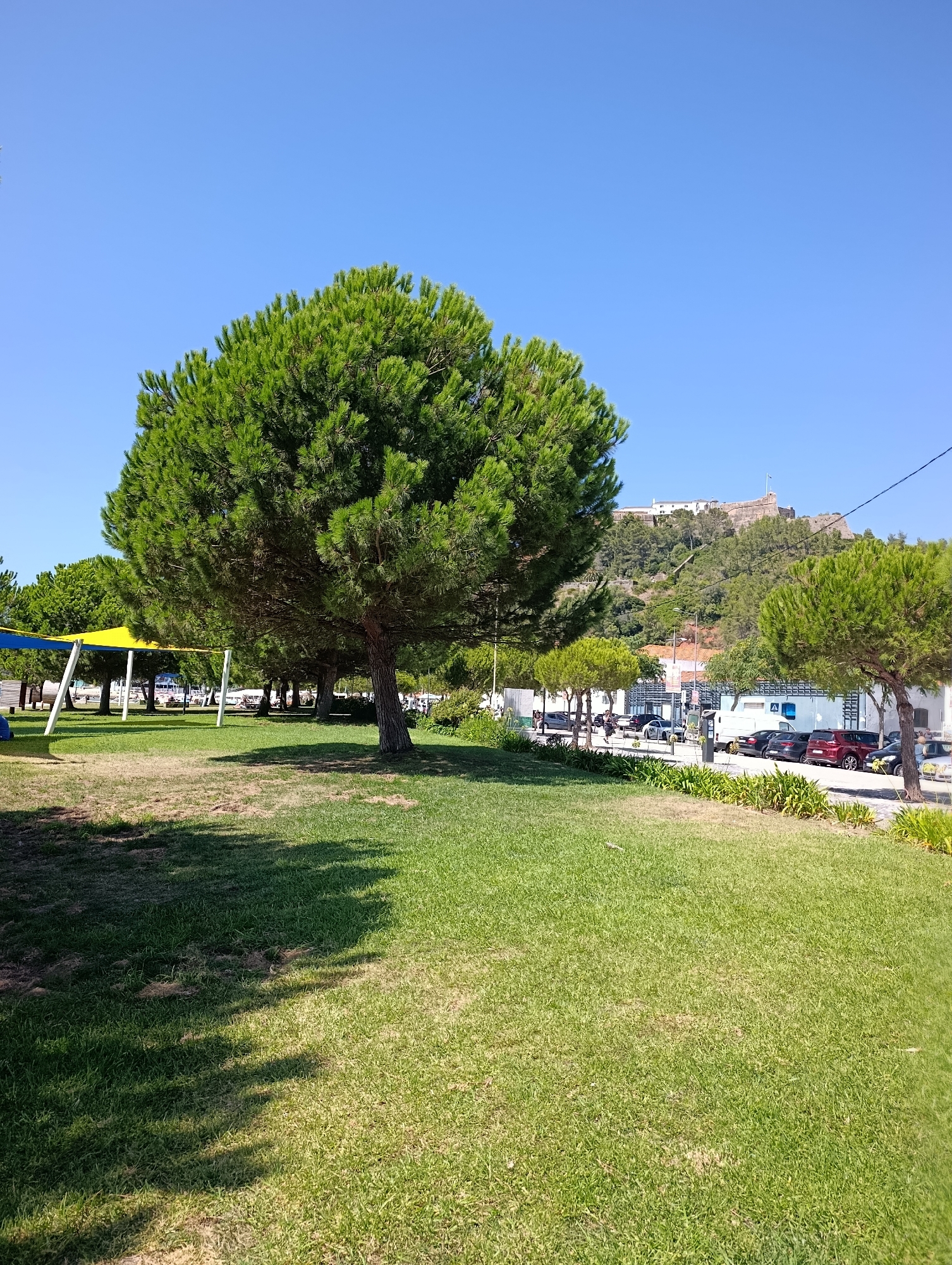 The image depicts a sunlit outdoor scene in Setúbal, Portugal, with a focus on a large, lush green pine tree in the foreground. Behind the tree, a grassy park area is visible, with some patches of dry grass. Further back, a row of smaller trees and bushes lines a street where several cars are parked. Beyond the street, a white building and a hillside covered in green vegetation are present. At the top of the hill, a historical structure, likely a castle or fort, is situated under a clear blue sky. The presence of yellow and blue canopies and white poles in the background suggests a recreational area, possibly a park or a beach resort. No people are clearly discernible in the image. The overall atmosphere is bright and summery.