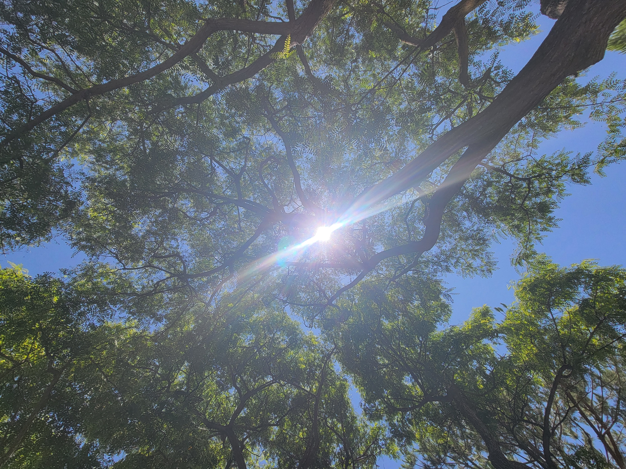 A low-angle shot shows the canopy of a large tree against a clear blue sky in Quarteira, Portugal. The sun shines brightly through the leaves, creating lens flare and streaks of light. The tree has a thick trunk and branches, with dense green foliage. The image captures the dappled sunlight filtering through the leaves, illuminating parts of the sky and branches.