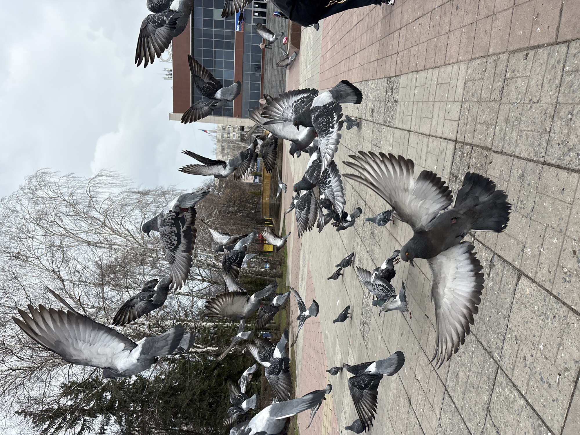 The image depicts a flock of pigeons in flight and on the ground in what appears to be a paved public square. Some pedestrians are present in the background. The building in the background with a glass facade suggests an urban environment. Based on visual cues, the scene is likely located in Ulyanovsk, Russia. Bare trees suggest it is either late autumn or early spring. The ground is a mixture of gray and red interlocking pavers.