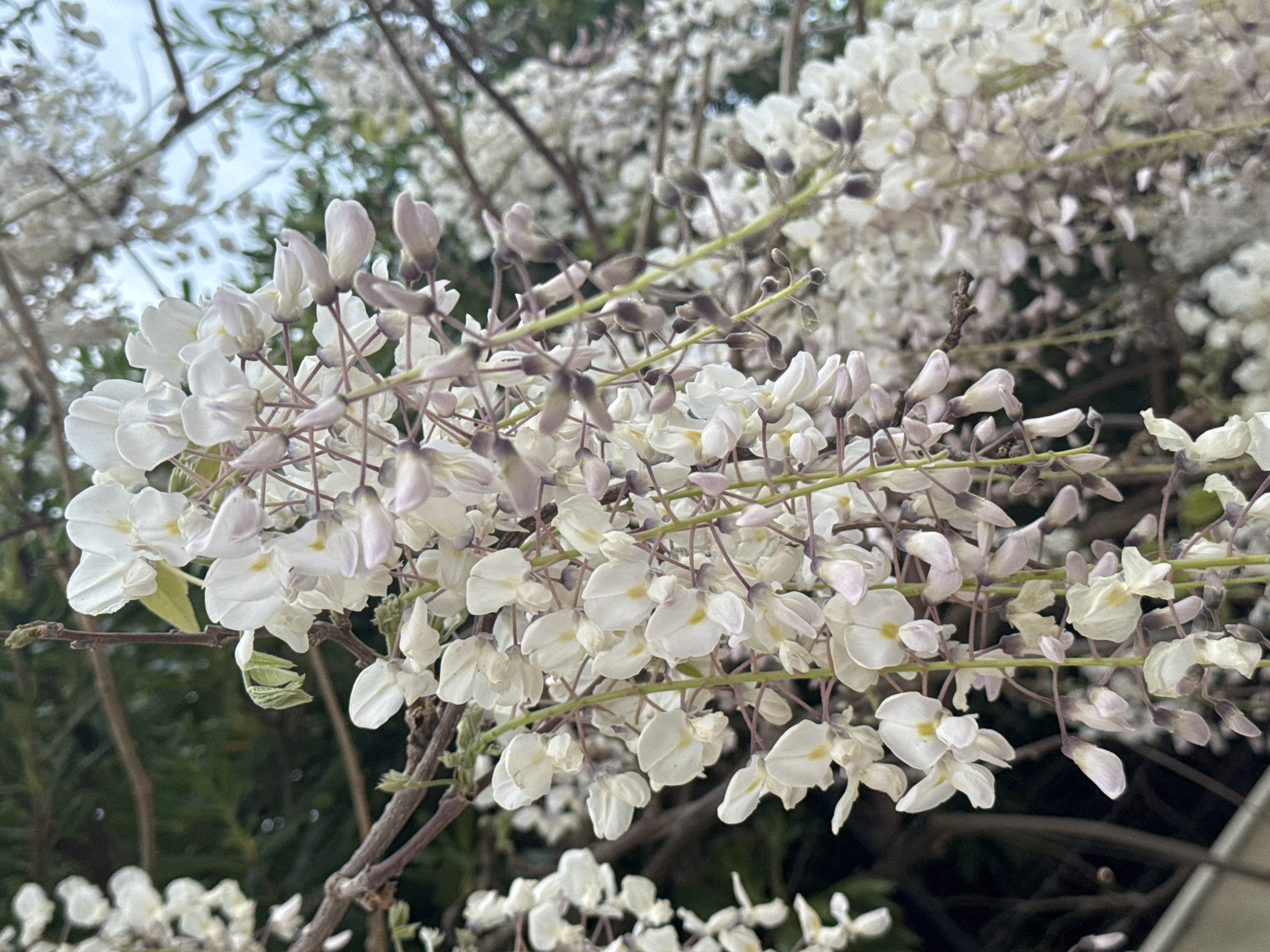 The image shows a close-up of white wisteria flowers blooming in Šušanj, Montenegro. The flowers are clustered on cascading branches, with some buds still closed. Green foliage is visible in the background. The sky is partially visible through the branches.