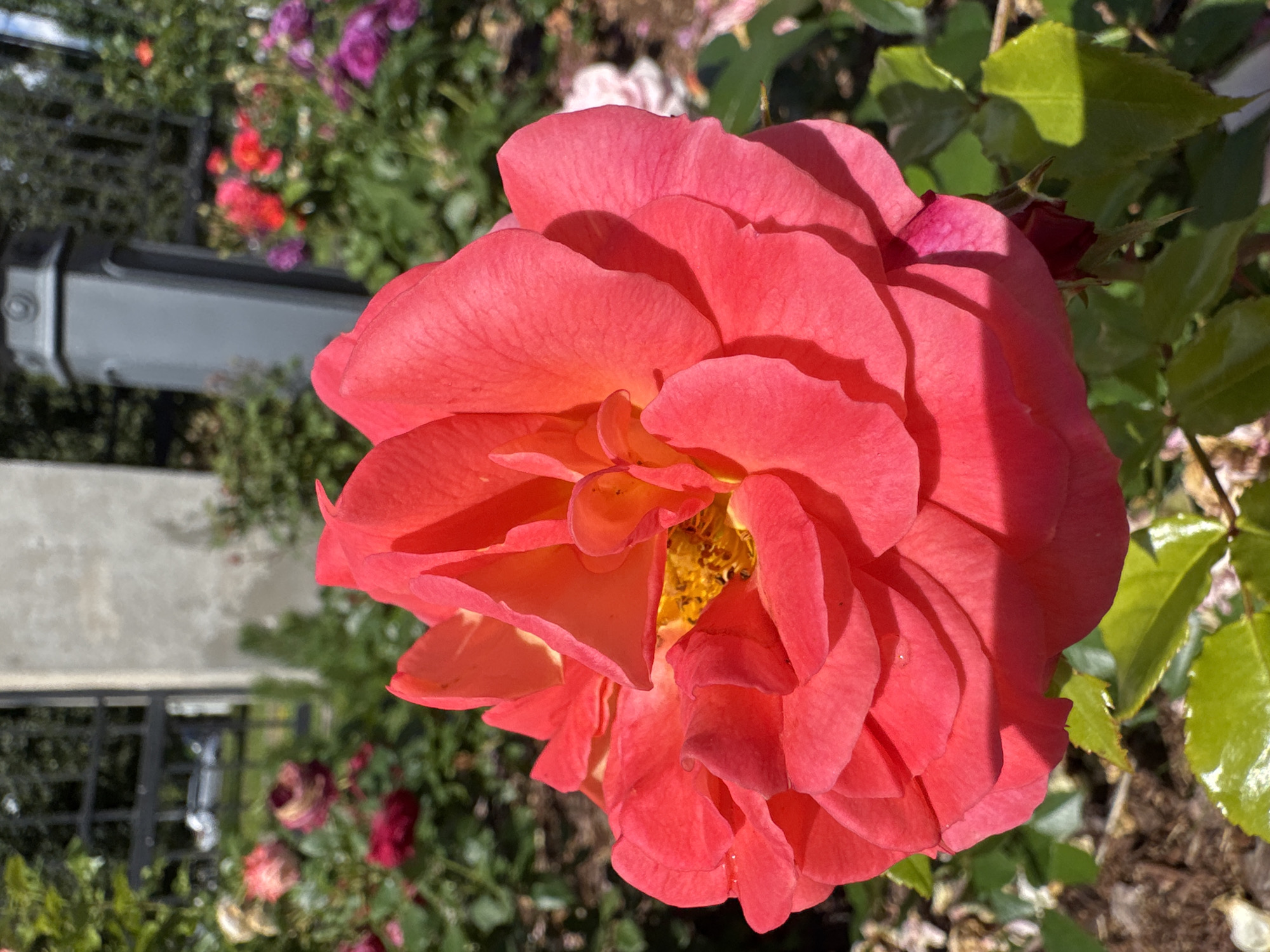 A close-up, eye-level shot focuses on a vibrant coral-pink rose in full bloom, its petals layered and soft, catching the sunlight. The rose is positioned in the foreground, slightly off-center to the right. In the blurred background, a garden setting is visible with other roses in various shades of red and pink. A wrought-iron fence and a dark, ornate lamppost suggest an urban park or botanical garden. In the further background, a light-colored building with a dark opening is partially visible, and a car can be seen through the fence, indicating proximity to a road. The ground in the garden appears to be covered in mulch and fallen petals. The overall lighting suggests a sunny day. This scene is likely within the Botanical Garden of Saint Petersburg, Russia, given the flora and typical garden infrastructure.