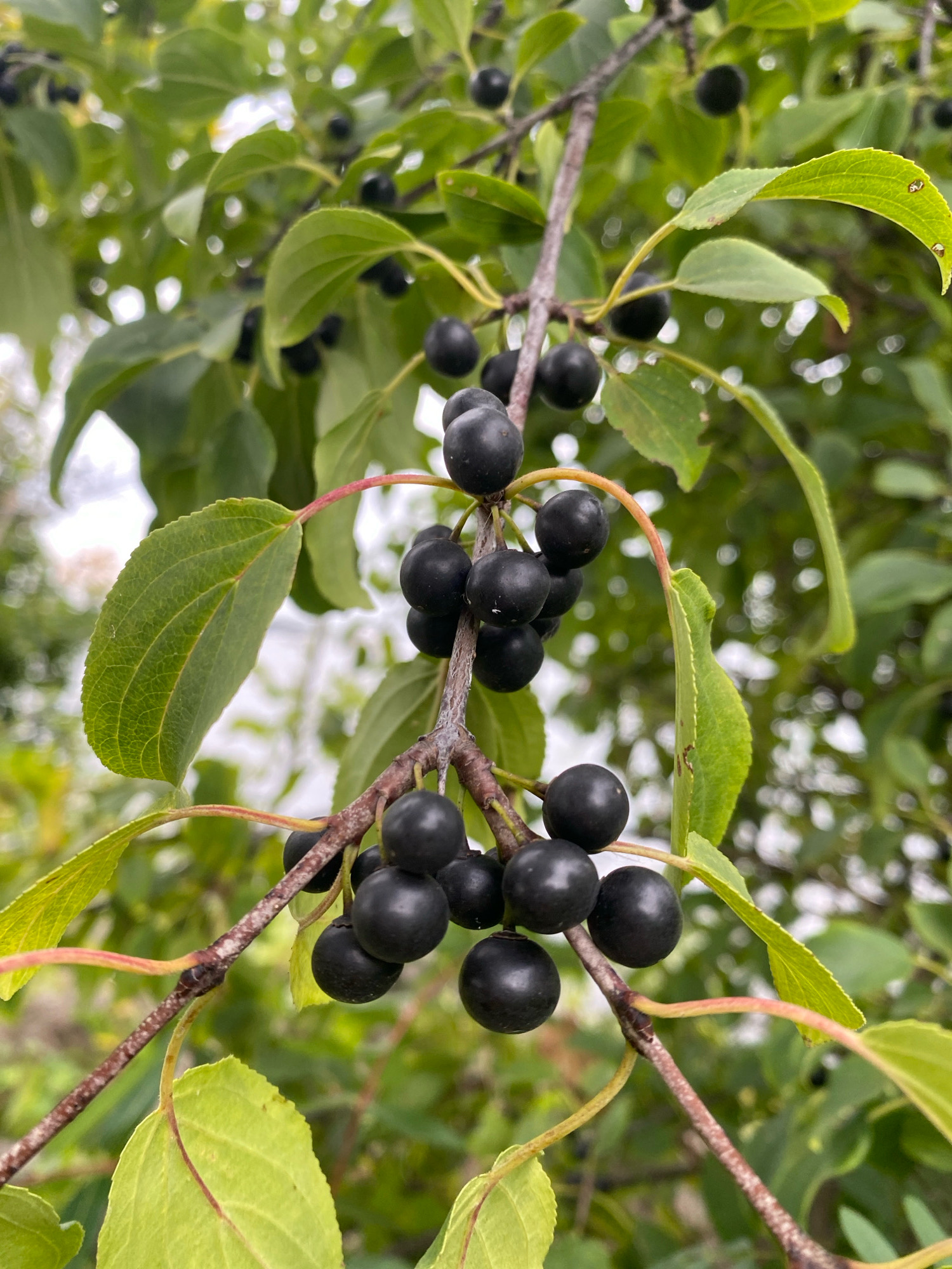 A close-up, vertical, outdoor photograph captures a cluster of ripe, dark berries hanging from a branch of a tree. The berries are spherical and a deep, glossy black. They are arranged in clusters along the reddish-brown, slightly textured branch, interspersed with vibrant green leaves. The leaves are ovate with serrated edges and prominent venation. The background is softly blurred, indicating a shallow depth of field, and consists of more green foliage and hints of a pale, overcast sky. The overall impression is one of natural growth and the abundance of fruit in a temperate environment. The image was taken in Baie-D'Urfé, Canada.