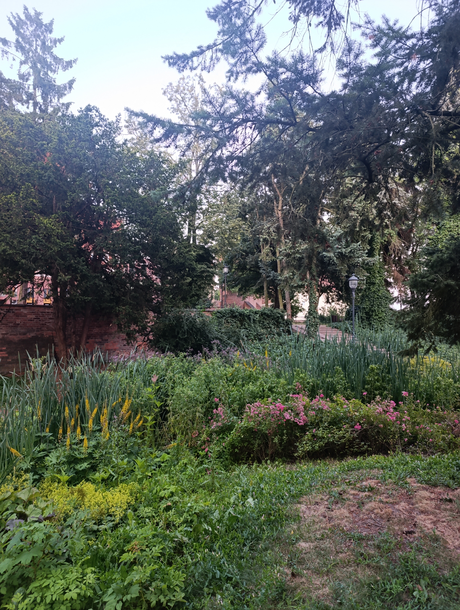 The image depicts a lush garden area with a variety of plants and trees. In the foreground, there is dense green foliage, including tall, thin green stalks with yellow flowers, and lower-lying plants with yellow-green clustered flowers. Behind this, a bush with small pink flowers is visible. Further in the background, tall trees with dark green needles dominate the scene. To the left, a red brick wall can be seen, partially obscured by vegetation. Two lampposts, one with a lantern at the top, are present in the middle ground. The sky above is a pale blue with some clouds. This scene is likely located in the vicinity of the Old Town of Toruń, Poland, given the presence of brick architecture and the well-maintained garden, suggesting a historical or public park setting within the city.