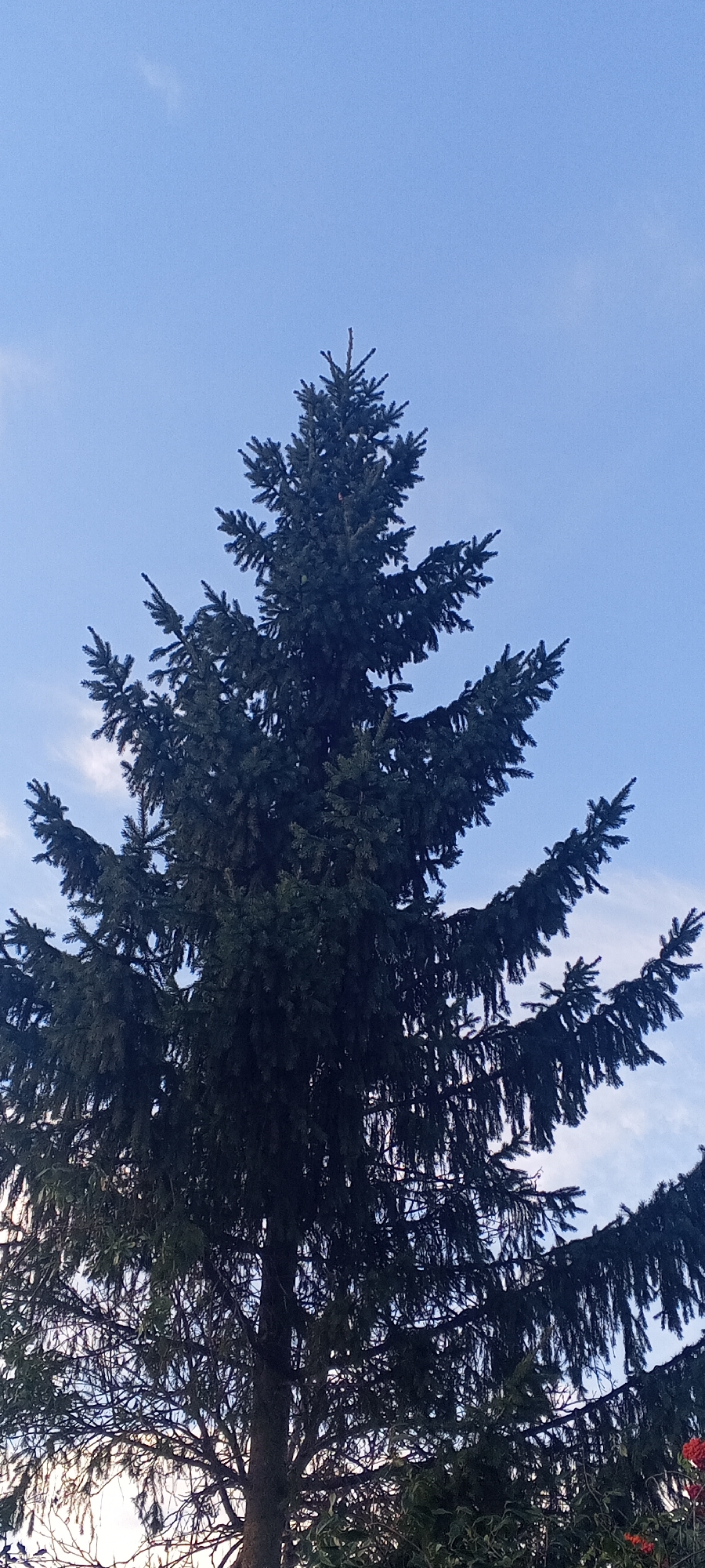 A large, dark green fir tree dominates the frame, its branches reaching upwards and outwards against a clear blue sky with a few wispy white clouds. The tree is dense and full, with its needles forming a textured silhouette. The lower portion of the image shows the trunk and thicker branches of the tree, with some hints of other greenery and possibly a red object at the very bottom right edge. The scene appears to be outdoors, likely in a park or garden setting. The image was taken in Dyurtyuli, Russia.
