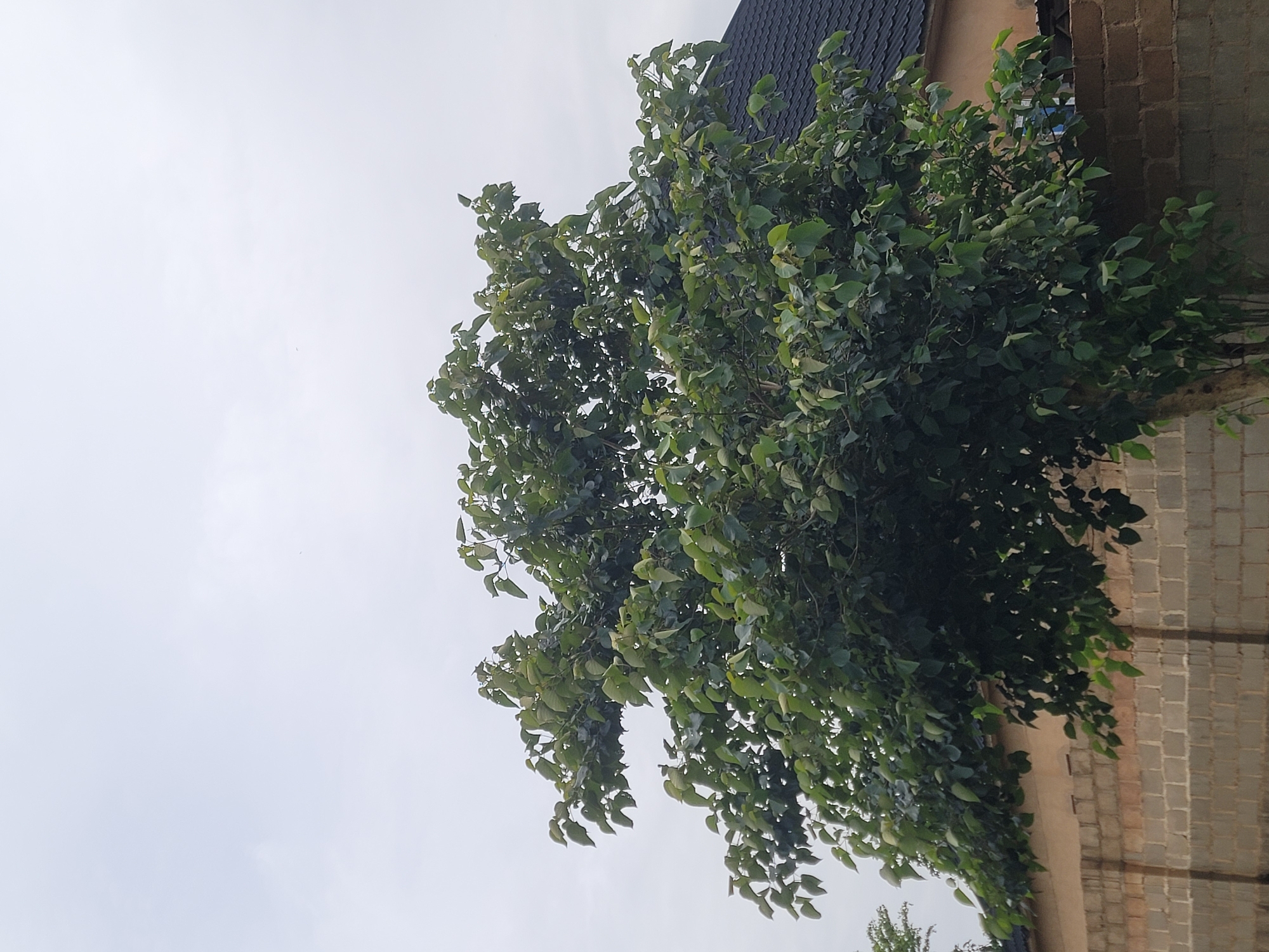 The media file shows an outdoor scene, likely in Jos, Nigeria. The primary subject is a large, leafy green tree dominating the center and right side of the frame. Its branches extend upwards and outwards, creating a dense canopy of foliage against a pale, overcast sky.
To the right of the tree, a brick wall is visible. The bricks appear to be a mix of light brown and gray, arranged in a standard pattern. Above the wall, a dark, sloped roof, possibly made of shingles, is partially visible at the top of the frame, suggesting the presence of a building.
The sky is a uniform light gray, indicating an overcast day, possibly with a light haze or a very cloudy sky. There are no direct shadows visible, further supporting the assessment of diffused light. The overall mood is natural and slightly subdued due to the lack of bright sunlight.
No people or animals are visible in the frame. There is no discernible text in the image. The scene appears to be a quiet, everyday moment, possibly in a residential or semi-urban area, given the combination of the tree, building, and wall. The orientation of the image is portrait, with the bottom of the frame oriented towards the left side of the overall scene.