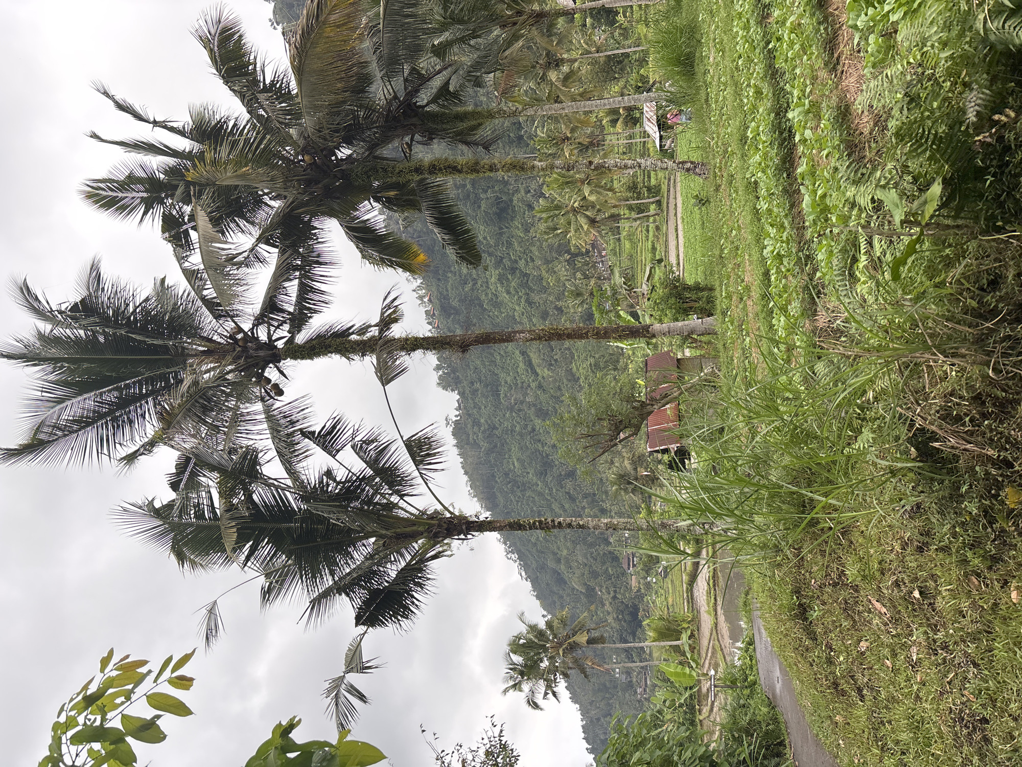 A wide shot captures a verdant, rural landscape in Sidemen, Indonesia. The foreground features a patch of overgrown grass and foliage bordering a paved path that curves to the left. Behind the path, rows of young, green plants stretch across a field, with more vegetation and palm trees scattered throughout. In the mid-ground, several tall palm trees stand out against a backdrop of lush, green hills. A small, red-roofed building with a partially visible side is situated near the center right of the image, and two figures, one in pink and another in blue, are visible near it. Further in the distance, terraced rice paddies with patches of water reflect the overcast, gray sky. The overall scene is one of natural beauty and agricultural activity.