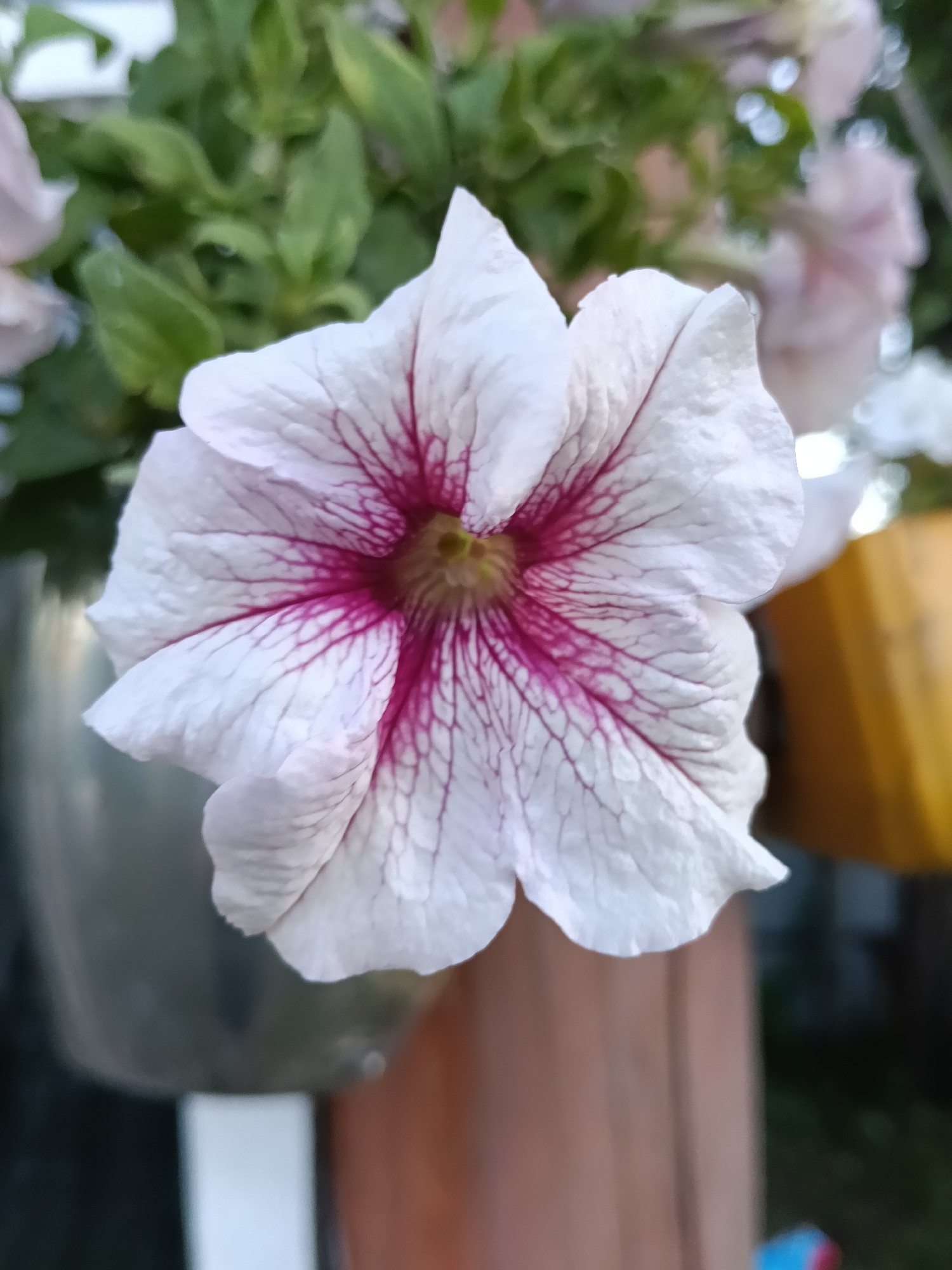The image presents a close-up photograph of a single petunia flower, positioned centrally in the frame. The flower features wide, white petals dramatically marked with deep magenta or purple veins that radiate from its yellow-green throat. The delicate texture of the petals is visible, and the flower is in sharp focus.
The background is softly blurred, creating a shallow depth of field that emphasizes the main subject. Visible behind the flower are out-of-focus green leaves, suggesting the presence of other foliage or the rest of the plant. To the left and slightly below the flower, a blurred, reflective metallic object, possibly a pot or part of a structure, can be seen. To the right, a warm, indistinct yellow-orange shape is present, which might be another planter or an object in the immediate vicinity. Below the flower, elements resembling a brown wooden surface and a white rectangular object are partially visible. Further in the background, vague shapes suggest additional light-colored flowers and general outdoor scenery.
No specific activity or event is depicted, making the image a still life focused on the beauty of the flower. The lighting appears soft and natural, suggesting it was taken during daytime, possibly in the morning or late afternoon, without harsh direct sunlight. The setting implies an outdoor environment such as a garden, balcony, or patio in Красный Маяк, Russia. There is no visible text in the image.
