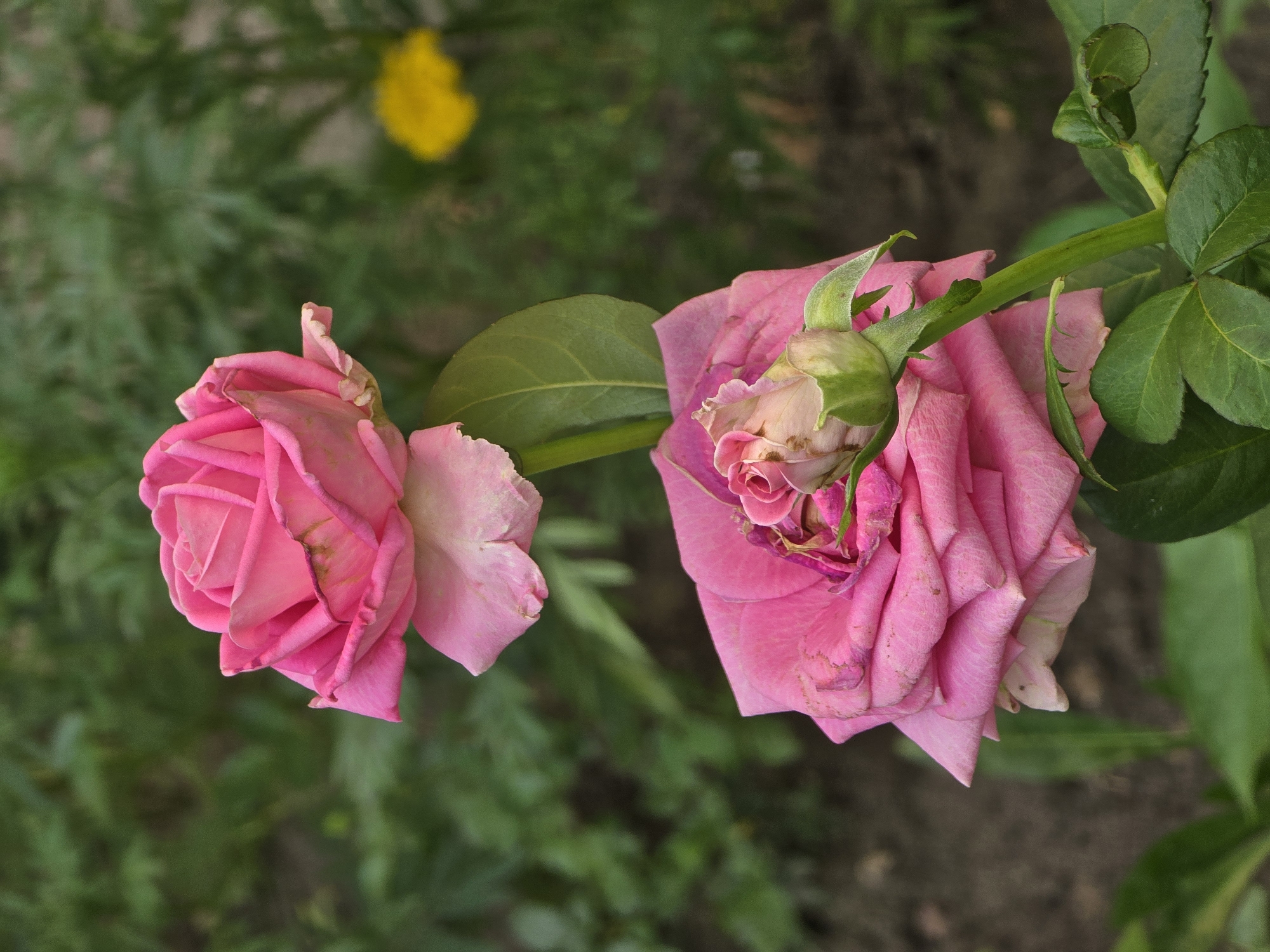 In the city of Vyshneve, Ukraine, a close-up, eye-level shot captures two pink roses blooming on a stem. The top rose is fully bloomed, its petals slightly unfurling, while the bottom rose is larger and also in bloom, with a smaller bud peeking out from its center. The roses are a vibrant pink, with some subtle variations in shade and slight browning on a few edges. Green leaves and a slender, green stem are visible, connecting the roses. The background is softly blurred, with lush green foliage dominating the scene and a faint yellow blur, possibly another flower, in the upper right quadrant. The ground beneath is a muted brown, hinting at soil. The lighting is natural, suggesting an outdoor setting, likely a garden.