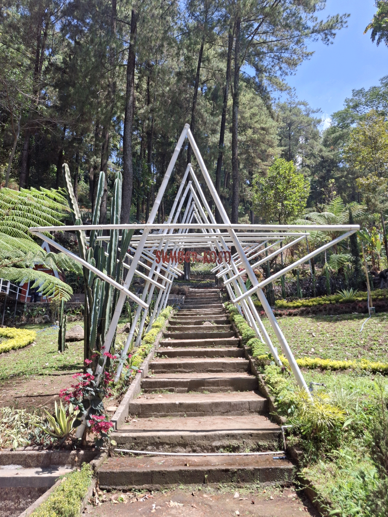 The image shows a set of concrete stairs leading up to a white, star-shaped archway in a park-like setting. The archway is constructed from a series of interconnected white poles forming a geometric star pattern. Through the archway, red lettering is visible, spelling out "SUMBER".
The stairs are bordered by lush green vegetation, including ferns and cacti. In the foreground, a cluster of bright pink flowers is in bloom near the base of the stairs and a cactus. The ground around the stairs is a mixture of soil and scattered pine needles, suggesting a natural environment with trees.
In the background, tall pine trees dominate the landscape, with a clear blue sky visible above. The overall scene depicts a scenic outdoor location, likely a tourist attraction or a place of natural beauty, specifically identified as being in Girikerto, Indonesia. There are no people visible in the image. The lighting suggests it is daytime, with bright sunlight casting shadows.