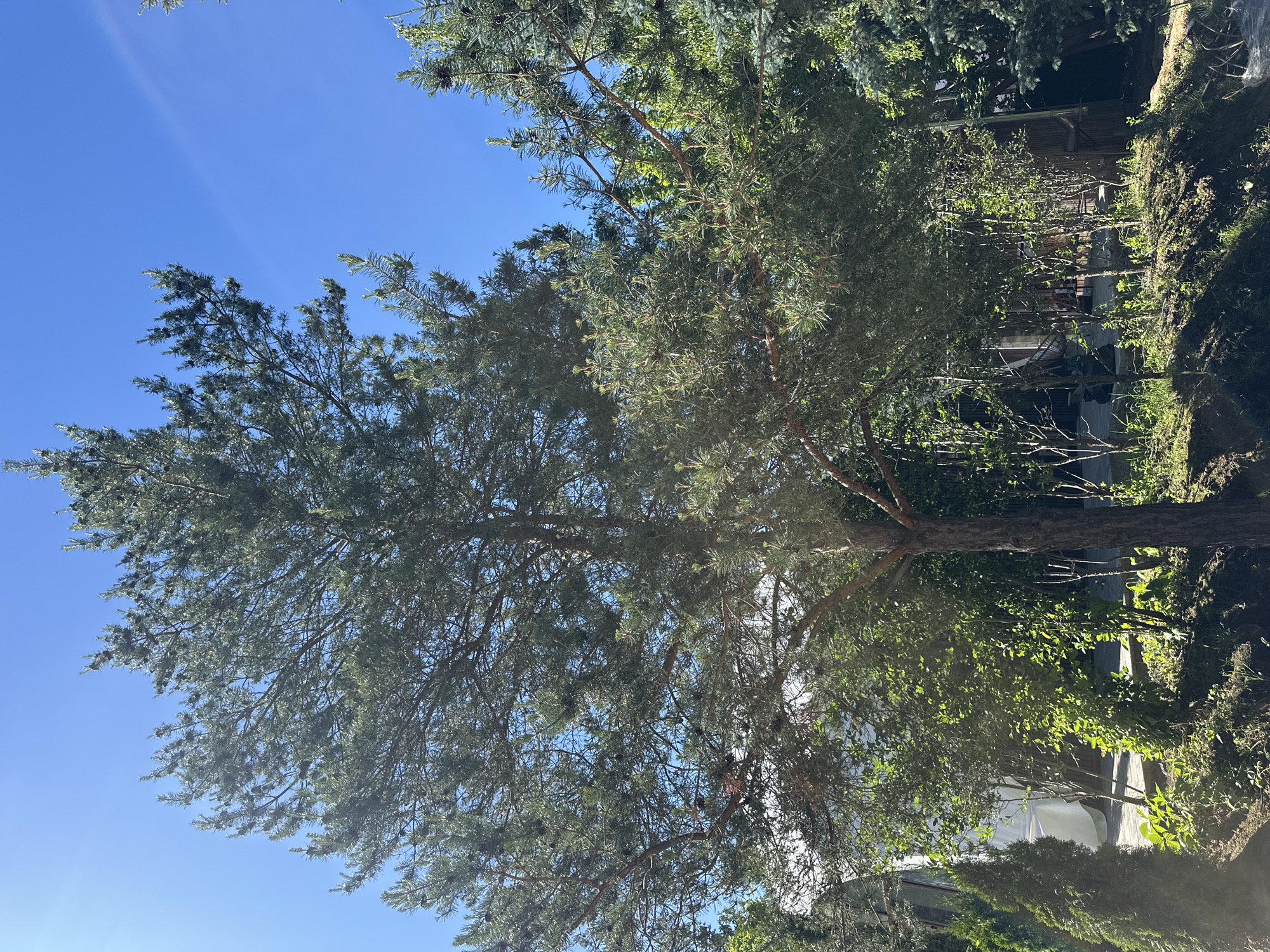 The image depicts a sunny day in Zakharovo, Russia, featuring a large pine tree as the central subject. The tree's branches, laden with needles and cones, extend upwards against a clear blue sky. Surrounding the pine tree are various other trees and lush green foliage, creating a dense, natural environment. In the background, a white structure, possibly a building or tent, is partially visible, along with hints of a wooden fence. The ground beneath the trees is covered in grass and soil, with some areas appearing recently disturbed. The overall scene is one of a natural outdoor setting, possibly a garden or park, bathed in bright sunlight.