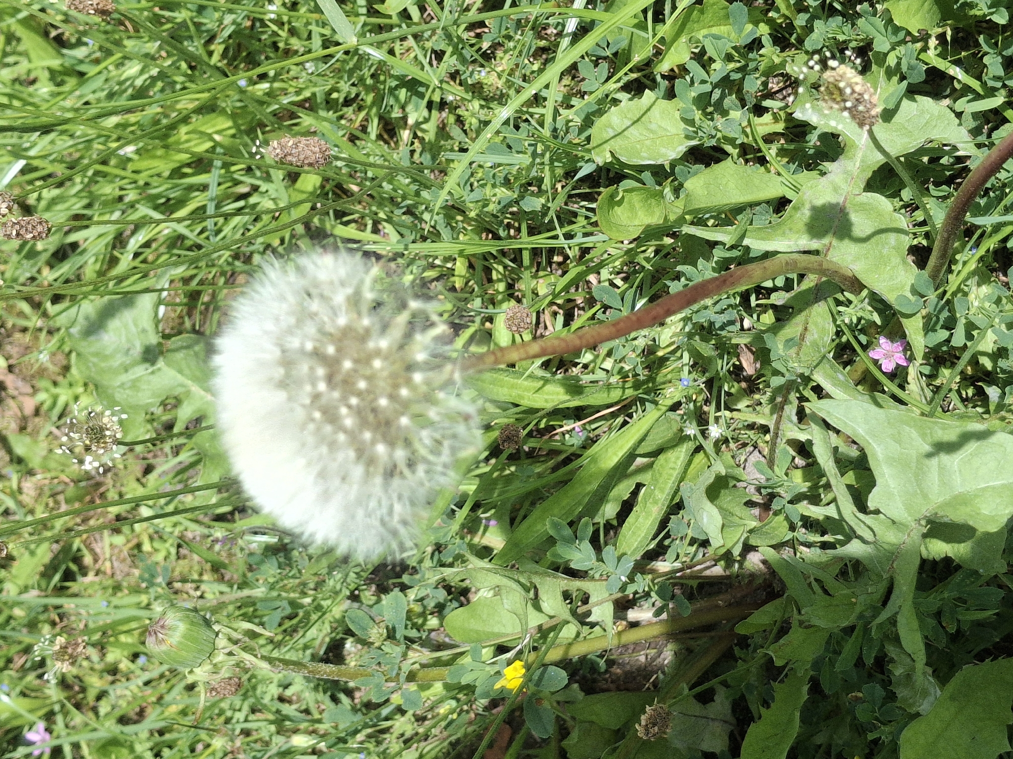 The image is a close-up, outdoor, eye-level shot of a dandelion seed head with a brown stem, set against a background of green grass and other foliage. The dandelion is in focus in the center of the frame, with its fluffy white seeds radiating outwards. Other plants, including a closed green bud and a small yellow flower, are visible in the lower left portion of the image. The environment appears to be a natural setting, possibly a park or a field. No people are present in the image.