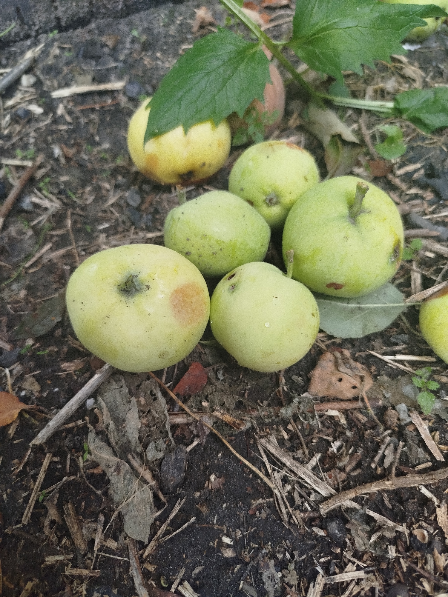 The image depicts a cluster of light green apples lying on the ground. The ground appears to be composed of dark soil mixed with small twigs, dried leaves, and some larger pieces of bark or wood. A few green leaves from a plant are visible in the upper right portion of the image, with one leaf casting a shadow over one of the apples. The apples themselves are round to slightly oblong, and most have a smooth, pale green skin. Some of the apples show minor blemishes, such as small brown spots or darker areas around the stem or blossom end. One apple, partially visible in the upper left, is more yellow-tinged and shows a more prominent brown blemish. The lighting suggests an outdoor environment, possibly during the day. There is no indication of human presence or activity. The scene is devoid of any identifiable landmarks or features that would place it specifically in Zavodoukovsk, Russia.