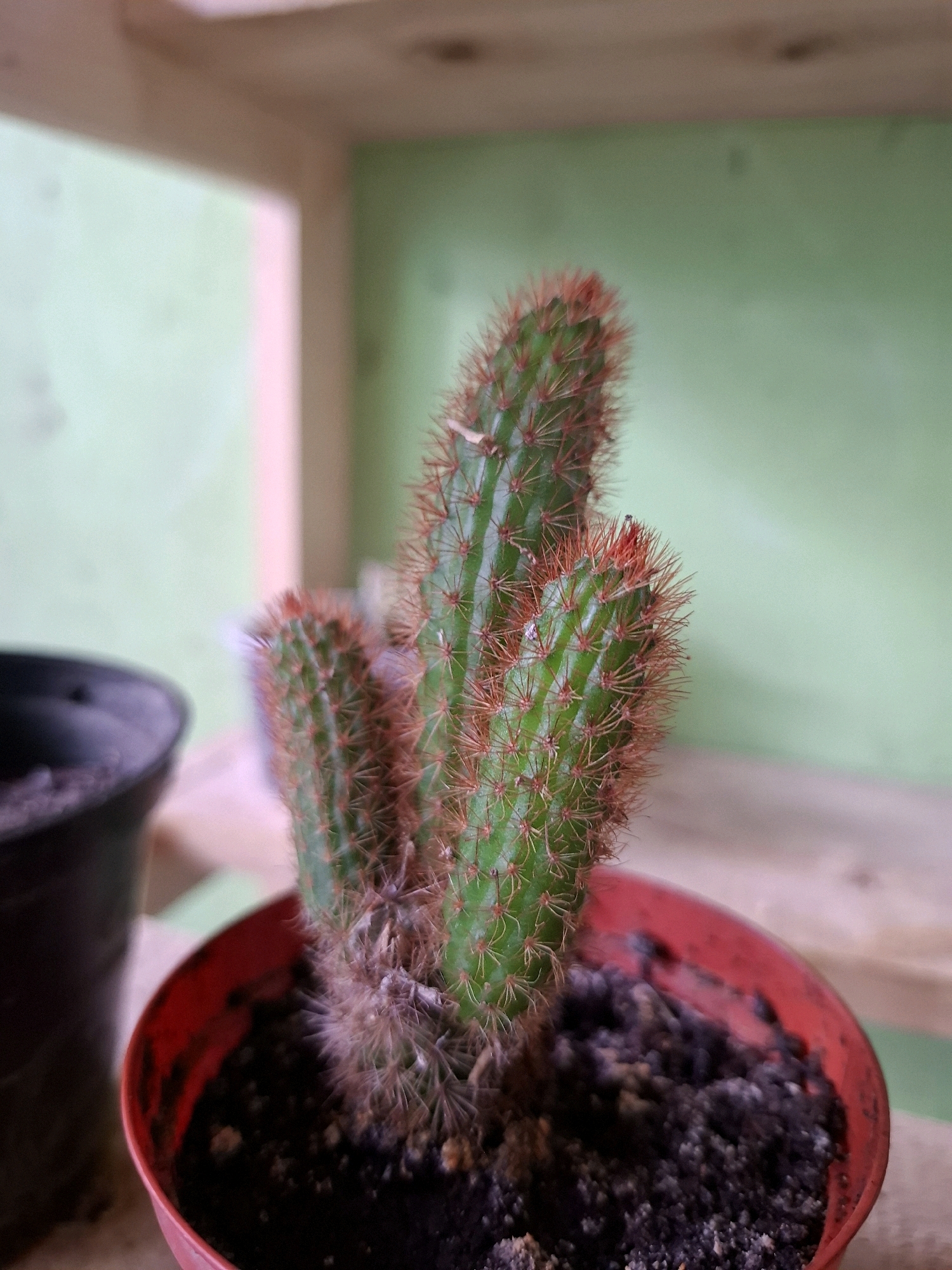 A close-up shot focuses on a small cactus plant in a red plastic pot. The cactus has several green stems with prominent, reddish-brown spines. The pot is filled with dark soil. In the background, a blurred green wall and wooden shelves are visible. To the left of the cactus, the rim of a black pot is also visible. The scene appears to be indoors, possibly in a home or nursery, in Medan, Indonesia.