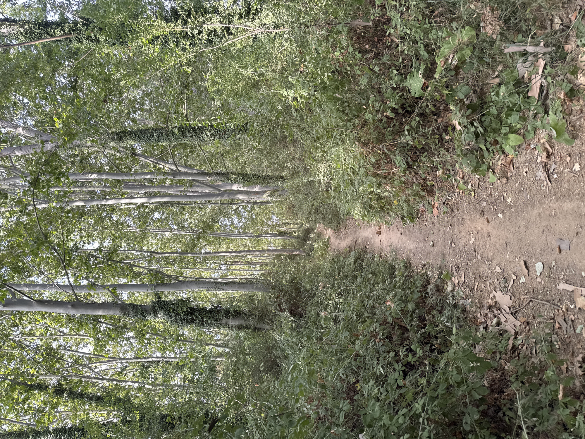 A narrow dirt path winds through a dense forest in Can Marquès, Spain. The path is bordered on both sides by thick undergrowth and tall trees with ivy climbing their trunks. The ground of the path is littered with dry leaves and twigs. Sunlight filters through the canopy, creating dappled light on the path and vegetation. The overall scene depicts a natural, somewhat wild environment within a forest setting. There are no people or visible animals in the image.