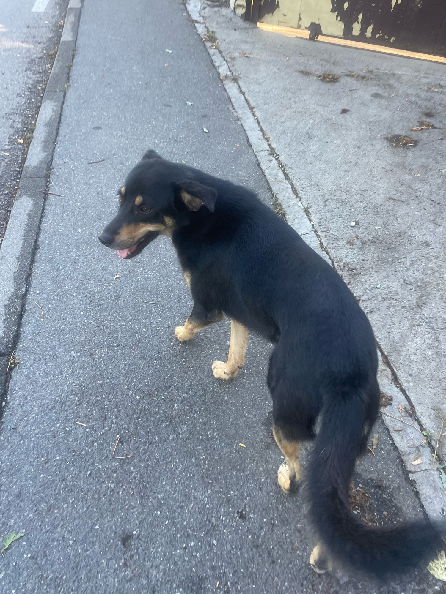 A medium-sized, black and tan dog with tan markings on its legs and face stands on an asphalt surface next to a curb. The dog is facing left and its mouth is open, with its tongue visible. The background shows a dirty wall or fence. The scene appears to be outdoors, possibly in an urban environment. The location is specified as Baranovka, Russia.