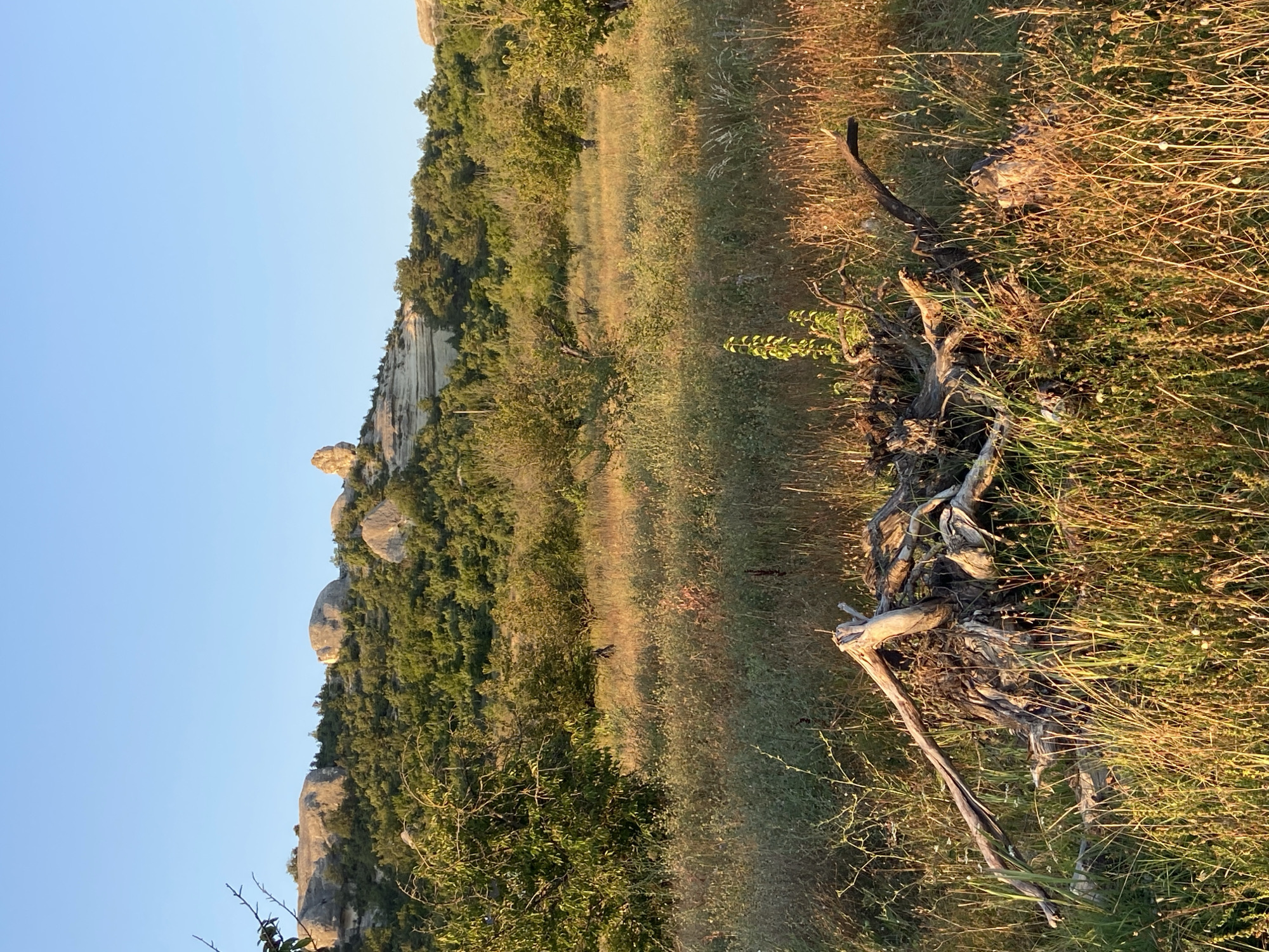 The image depicts a rural landscape under a clear blue sky at sunset or sunrise. In the foreground, a prominent, gnarled tree stump with exposed roots lies in dry, golden-brown grass and scattered wildflowers. The midground features a field of tall, dry grasses interspersed with scattered trees and bushes, some appearing to be fruit trees with green foliage. In the background, a hillside covered with dense green trees rises, crowned by a series of weathered, rounded rock formations and a striking, tall, spire-like rock formation. The scene is bathed in the warm, low-angled light of the sun, casting long shadows and highlighting the textures of the landscape. The location is identified as within the Krasnomaksky Rural Settlement, Ukraine.