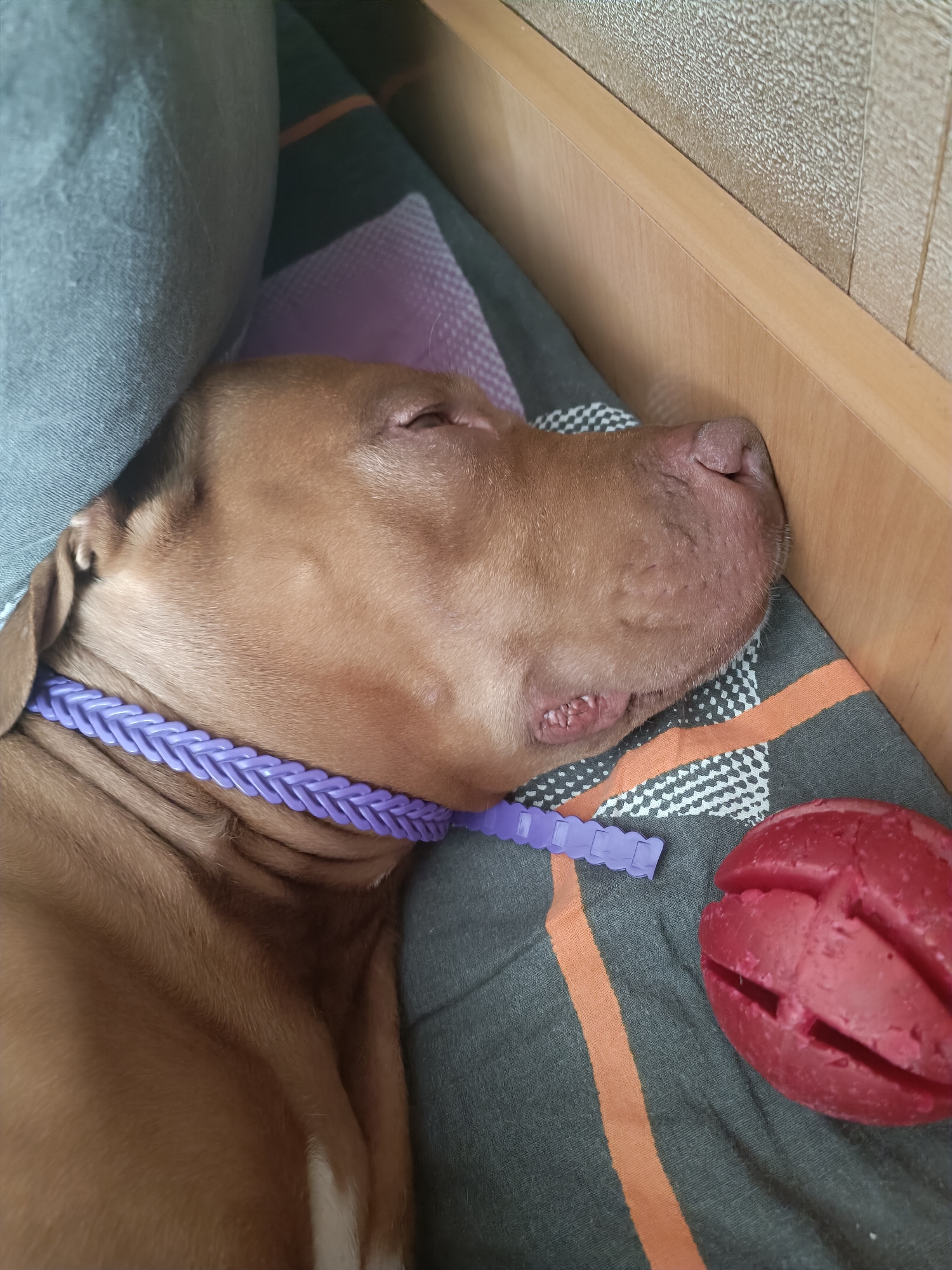 A brown dog is sleeping on a bed with a purple collar and a red toy. The dog's head is resting on a pillow. The bed is in a room with wooden walls and a textured wallpaper.