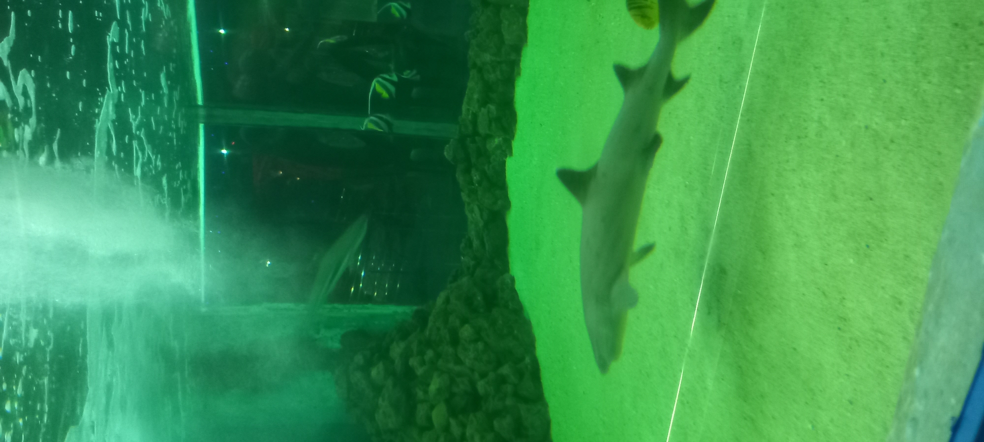 The image shows an aquarium, possibly located in the city of Krasnodar, Russia. A shark is visible swimming vertically. There is a structure resembling rocks and an artificial waterfall. Other fish can also be seen in the background. The water is tinted green.