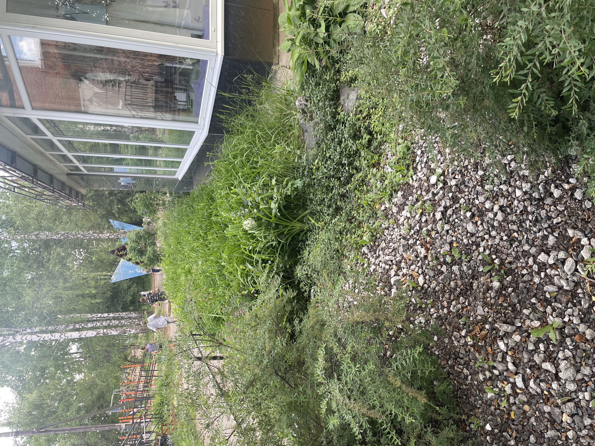 The image depicts a sunny day scene in Chaikovsky, Russia, likely a residential area or park. In the foreground, a dense green bush with small leaves sits to the left, bordering a path covered in light gray gravel. To the right, tall green grass grows abundantly, interspersed with small leafy plants and some rocks. A large white flower is visible within the grass. In the mid-ground, a few people are walking. One person, wearing a light-colored shirt and shorts, is seen from behind. Another individual, in a patterned shirt and shorts, is also walking away from the camera. A third person, in a purple and black patterned shirt, is walking towards the right. Further back, two children are visible near a playground structure with orange and black bars. A blue, angular sculpture is situated behind the playground. The background features numerous birch trees with white bark and green leaves, indicating a summer or late spring setting. The right side of the image shows the facade of a building with large white-framed windows. The building has a dark base and a brick-colored upper section visible through the windows, where mannequins are displayed. A metal railing runs along the top of the building. The overall scene is one of outdoor activity and natural elements mixed with urban infrastructure.